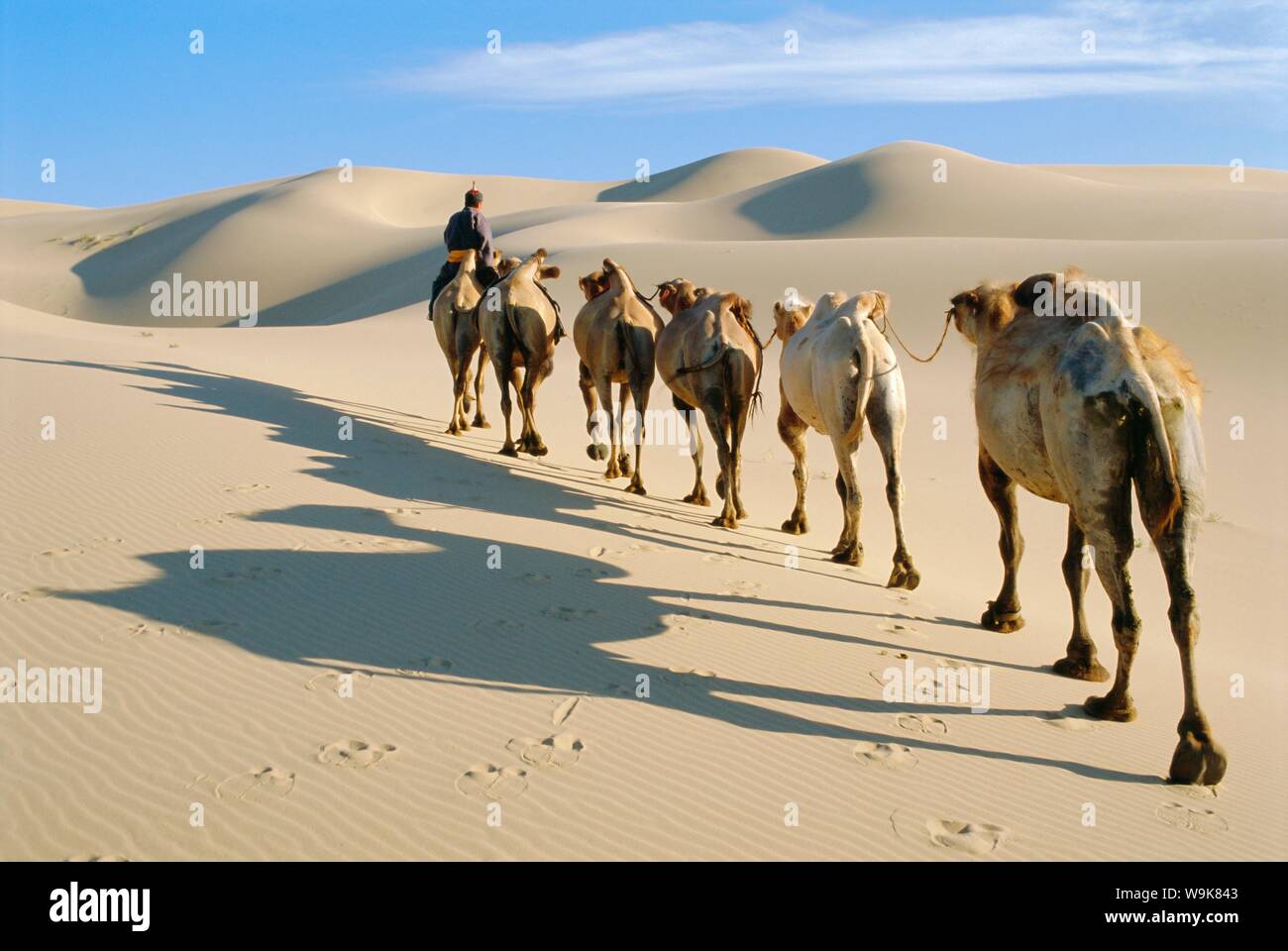 Camel caravan, Omnogov, Gobi Desert, Khongoryn Els Dunes, Mongolia Stock Photo