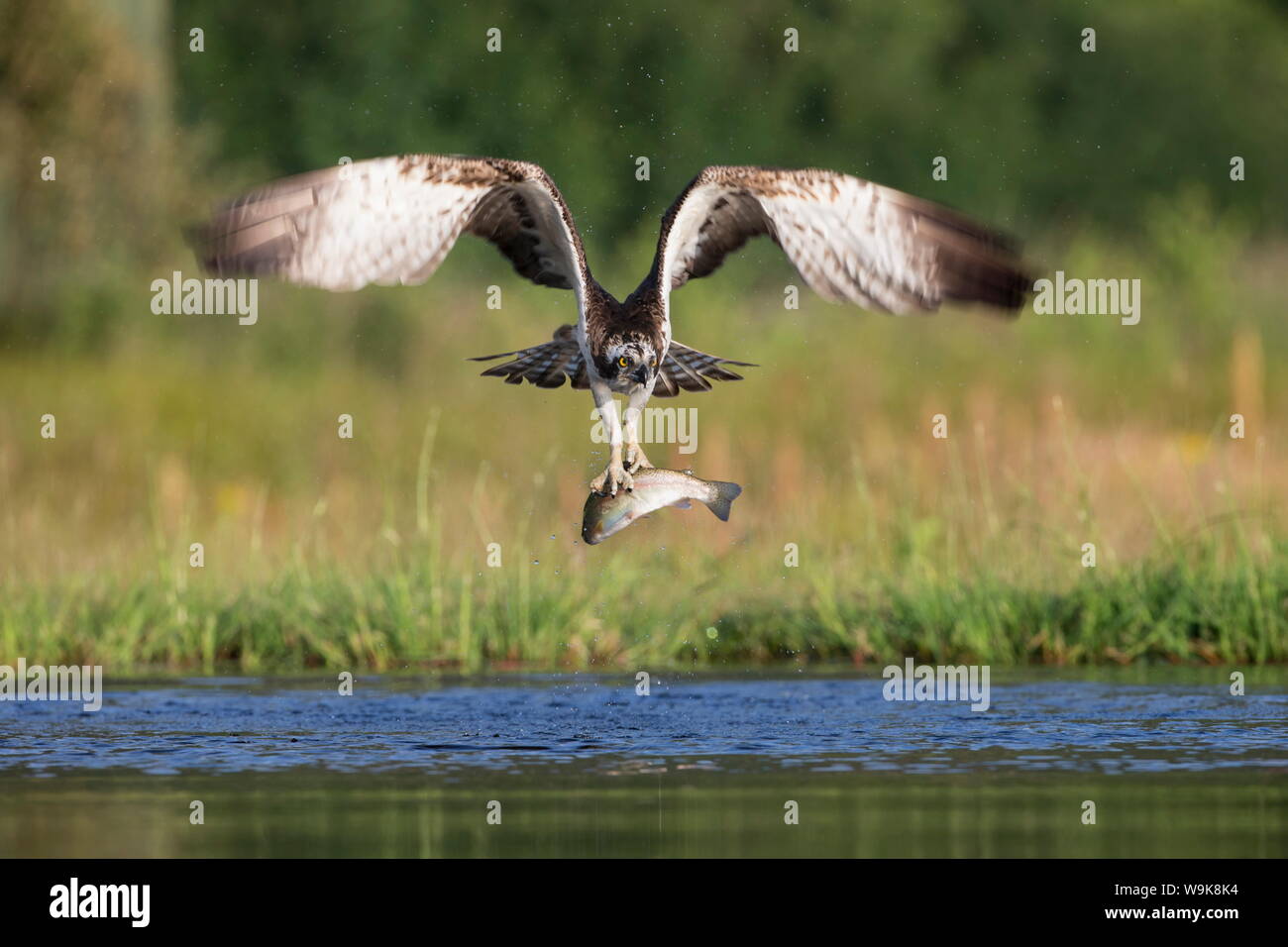 Osprey (Pandion haliaetus) catching trout, Rothiemurchus estate, Cairngorms, Scotland, United Kingdom, Europe Stock Photo