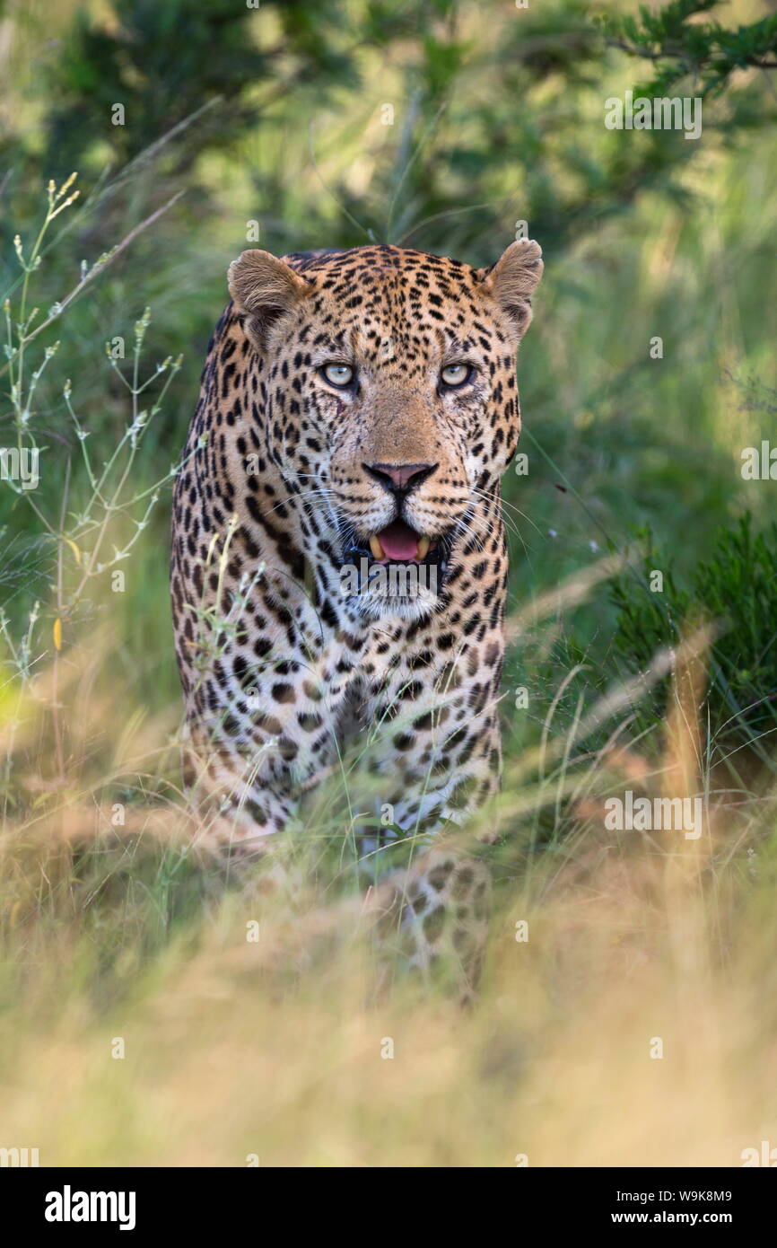 Male leopard (Panthera pardus), Phinda game reserve, KwaZulu Natal, South Africa, Africa Stock Photo