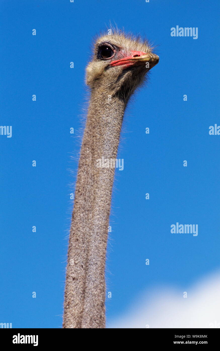 Close-up of an ostrich (Struthio camelus), Cape Peninsula National Park, South Africa, Africa Stock Photo