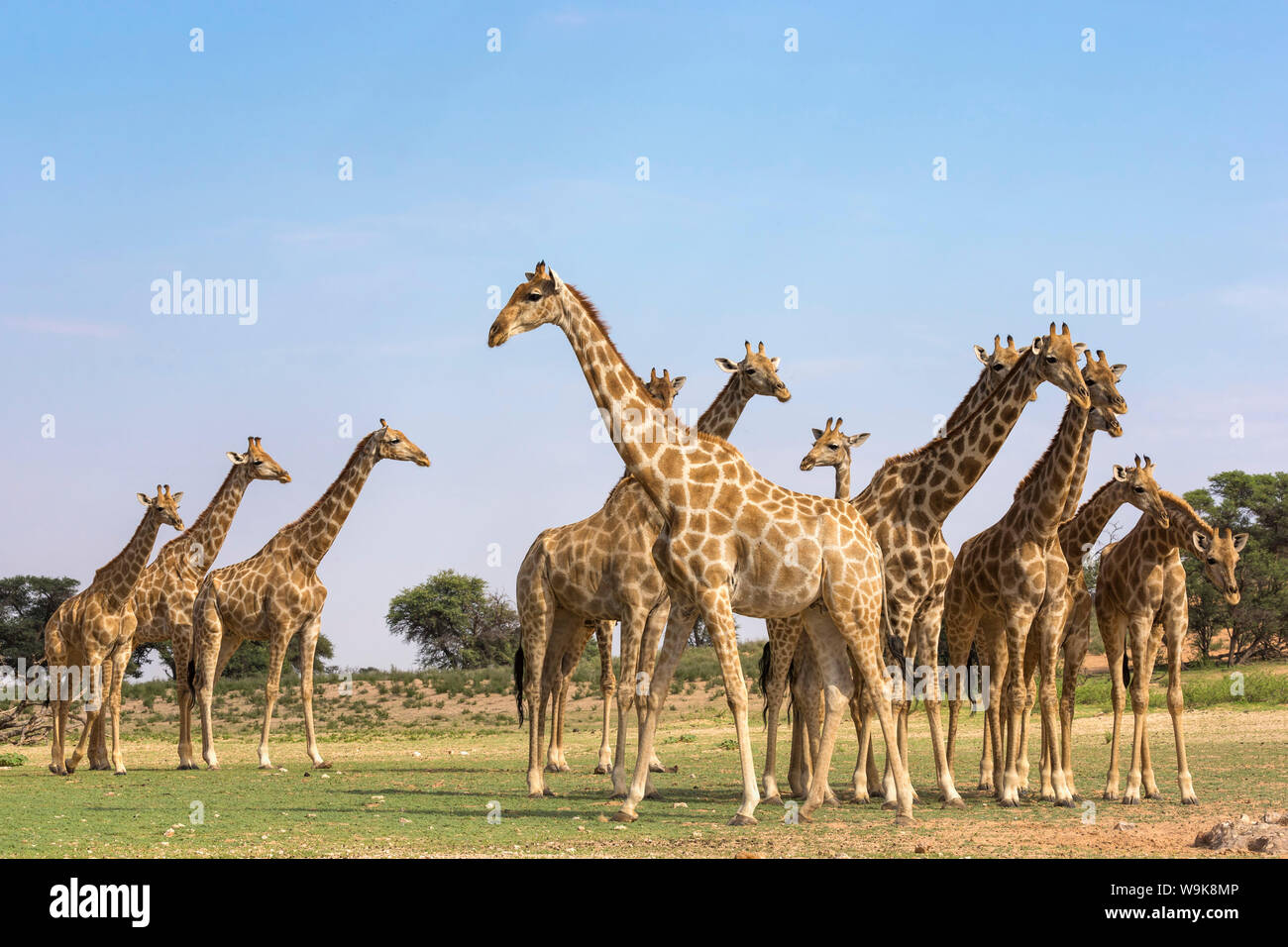 Giraffes (Giraffa camelopardalis) in a group, Kgalagadi Transfrontier Park, Northern Cape, South Africa, Africa Stock Photo