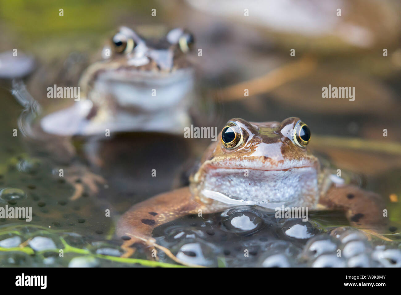 Common frogs (Rana temporaria) in spawning pond, Northumberland, England, United Kingdom, Europe Stock Photo