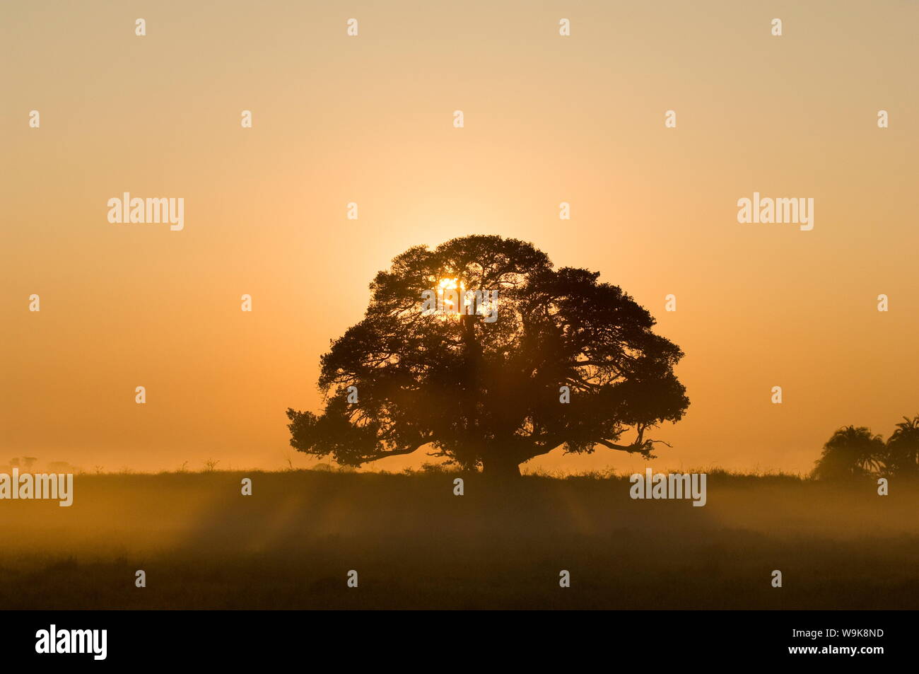 Sunrise, Busanga Plains, Kafue National Park, Zambia, Africa Stock Photo