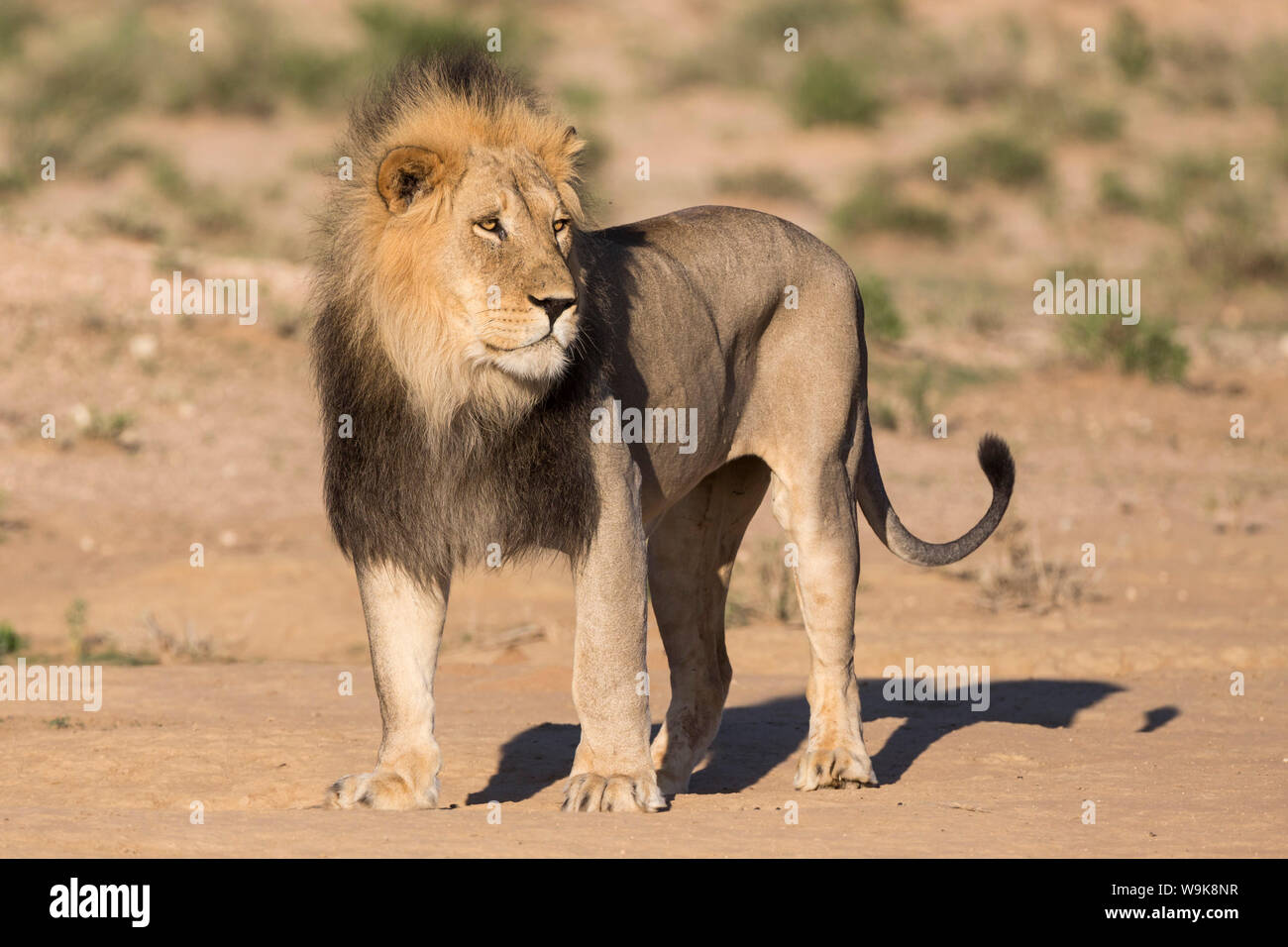Male lion (Panthera leo) on patrol, Kgalagadi Transfrontier Park, Northern Cape, South Africa, Africa Stock Photo