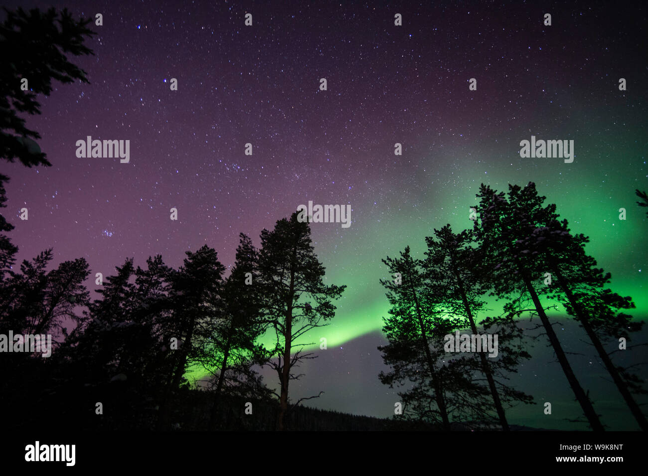 Northern lights (aurora borealis) over Lapland forest, Jukkasjarvi, Sweden,  Scandinavia, Europe Stock Photo - Alamy