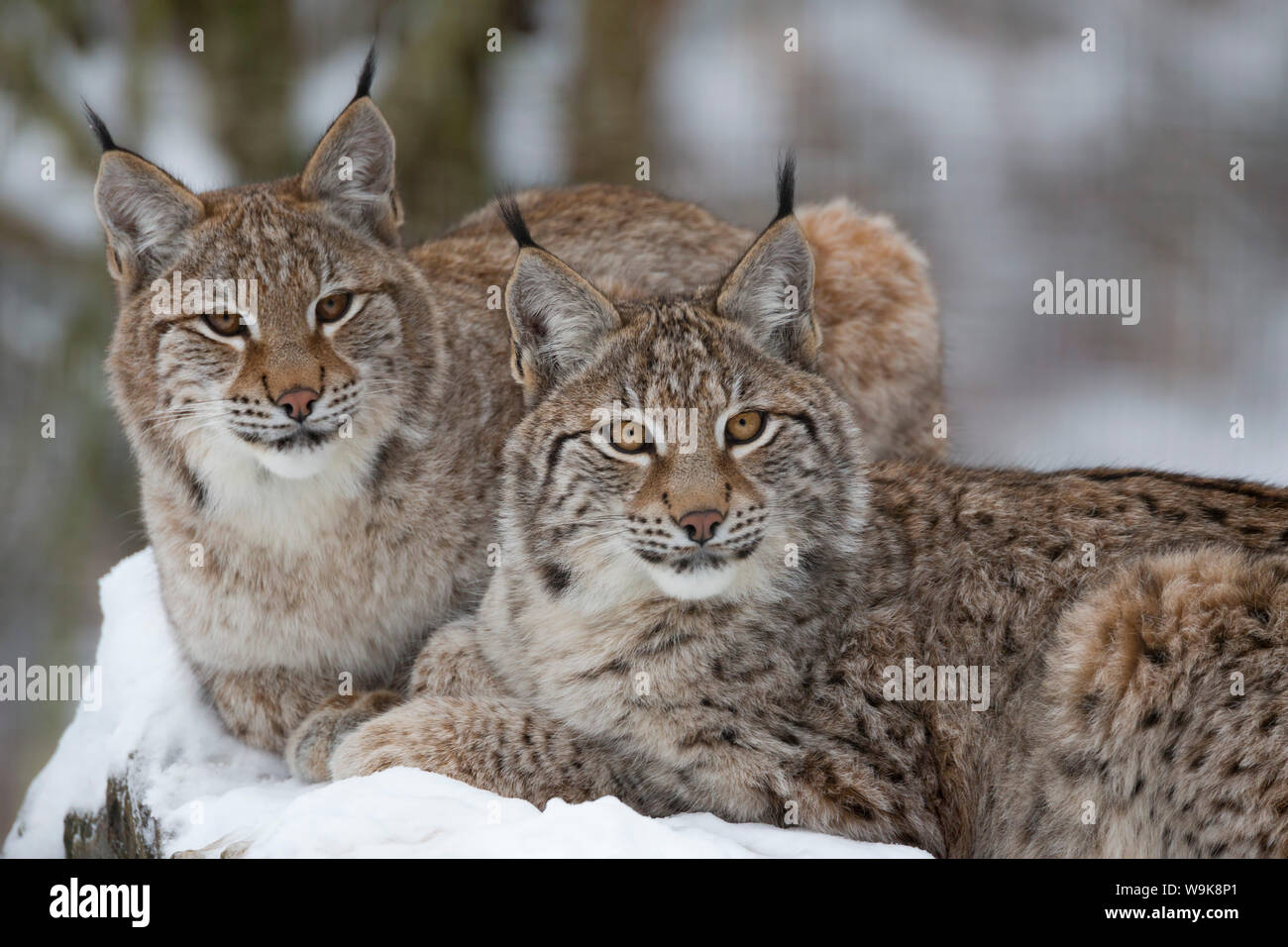 Northern lynx (Lynx lynx lynx), captive, Highland Wildlife Park, Kingussie, Scotland, United Kingdom, Europe Stock Photo