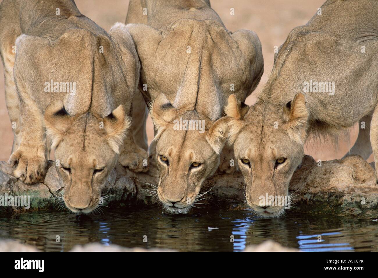Lions drinking, Panthera leo, Kgalagadi Transfrontier Park, South Africa, Africa Stock Photo