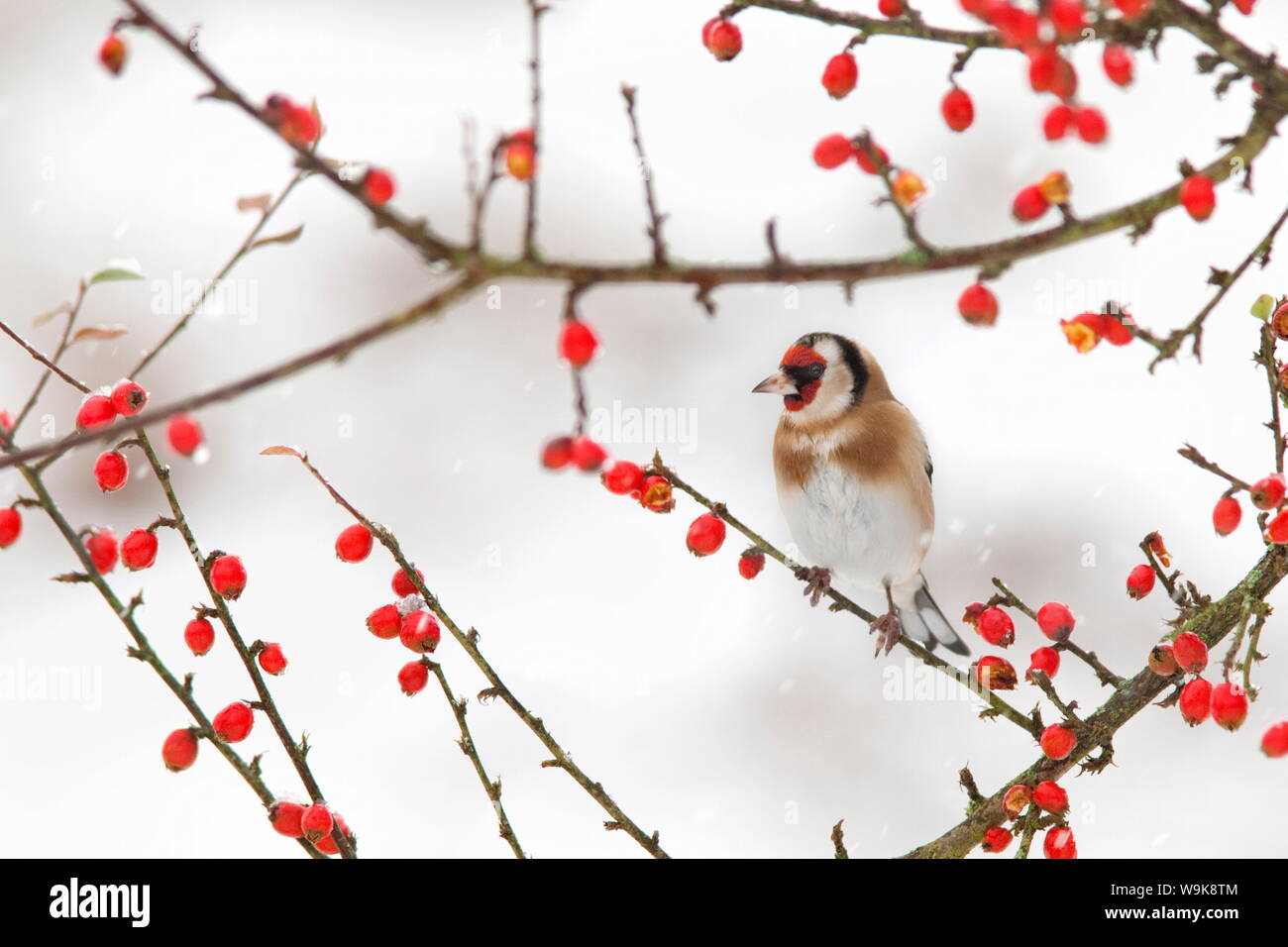Goldfinch (Carduelis carduelis) in winter, Northumberland, England, United Kingdom, Europe Stock Photo