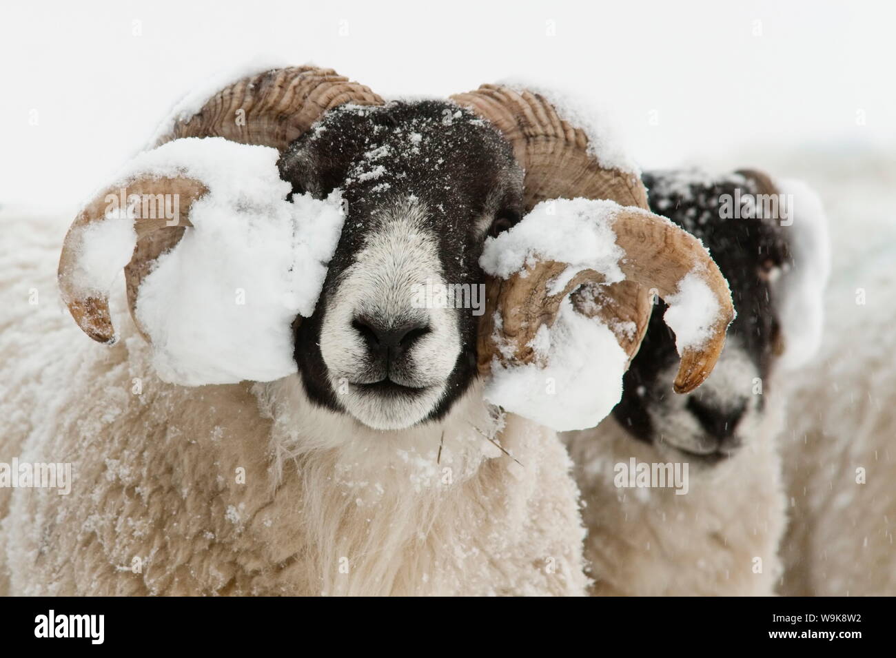 Northumberland blackface sheep in snow, Tarset, Hexham, Northumberland, England, United Kingdom, Europe Stock Photo