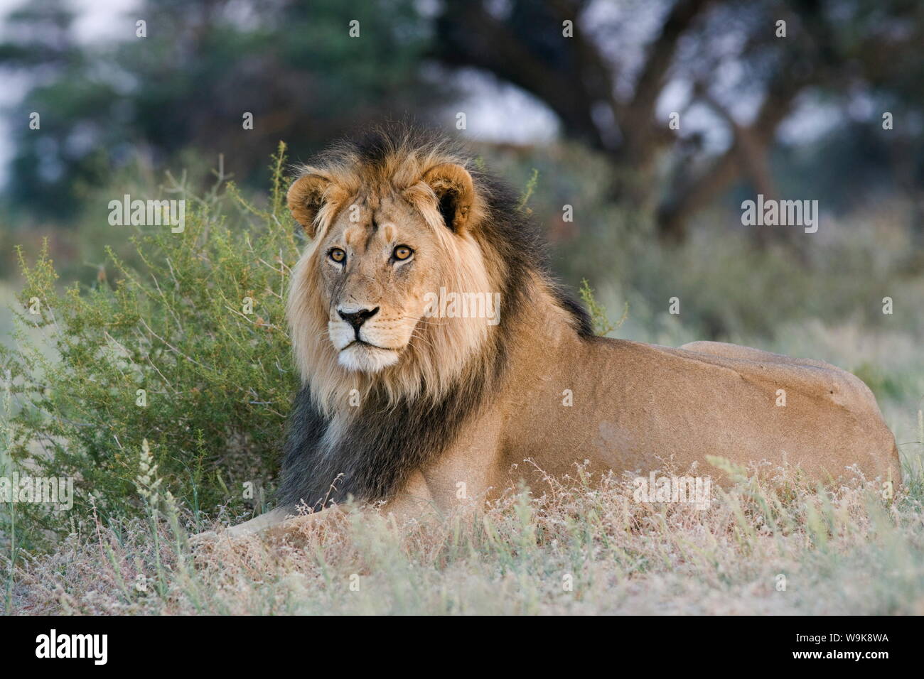 Lion (Panthera leo), Kgalagadi Transfrontier Park, Northern Cape, South Africa, Africa Stock Photo
