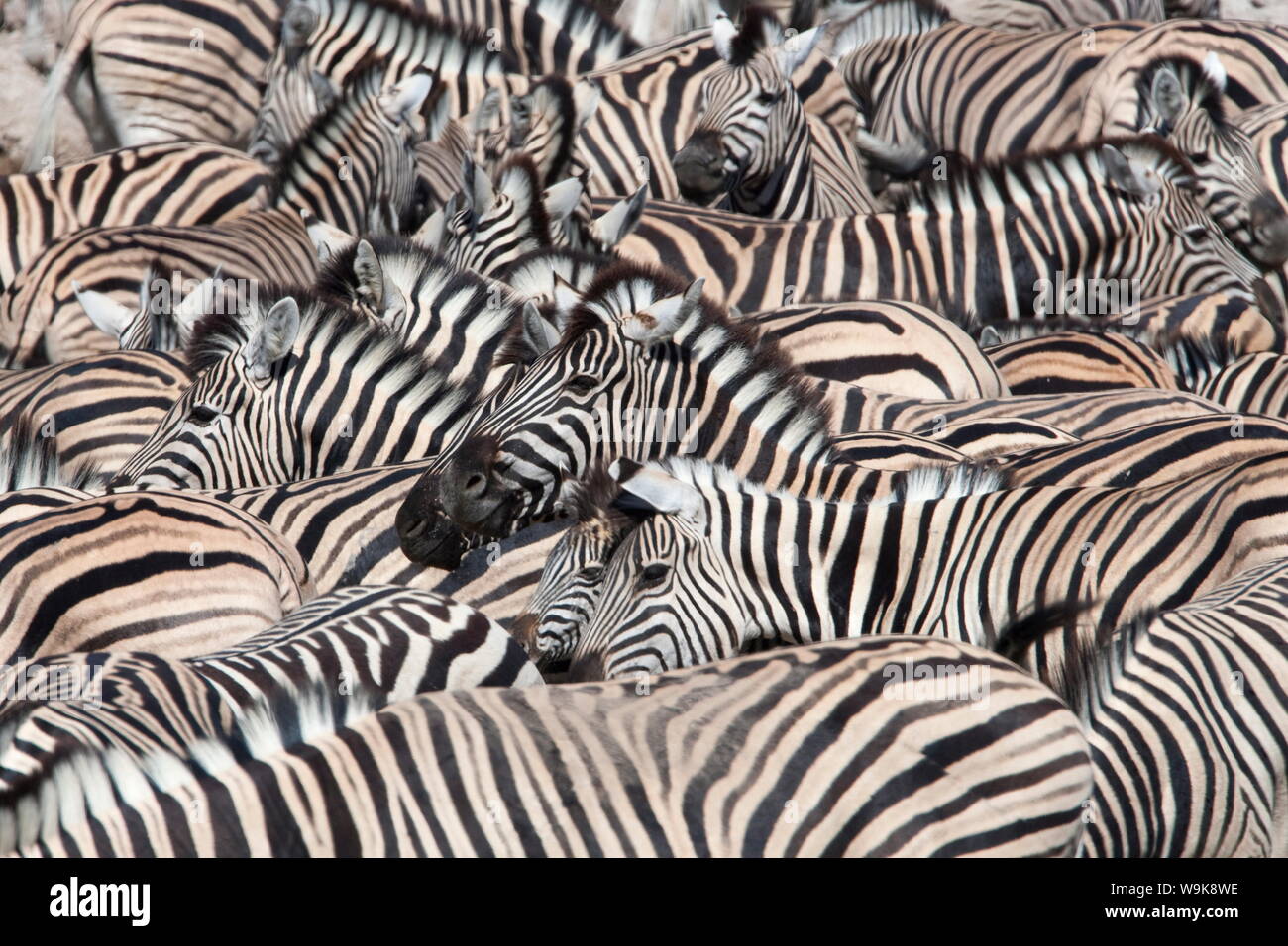 Plains zebra (Equus burchelli), crowd at waterhole, Etosha National Park, Namibia, Africa Stock Photo