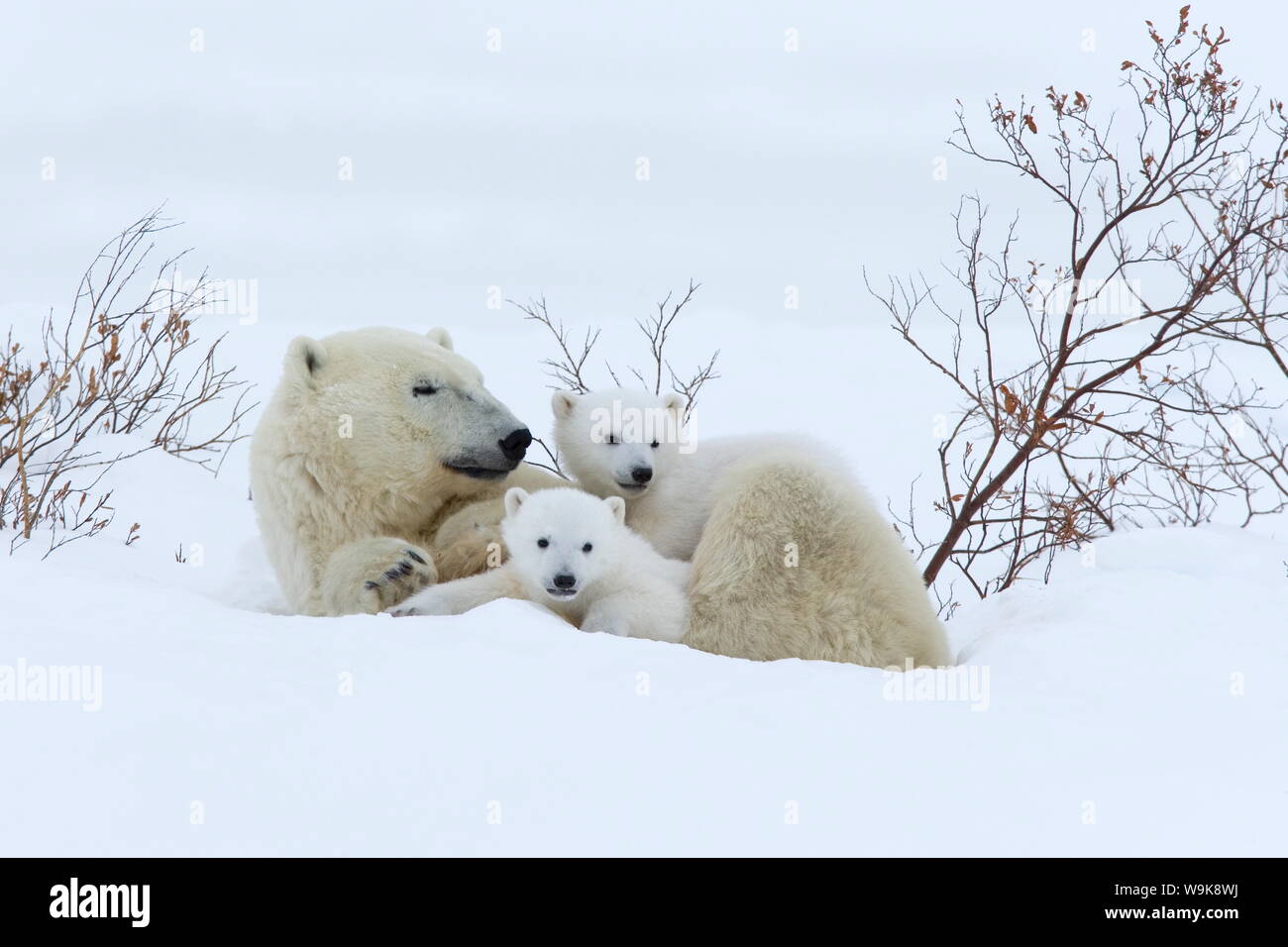 Polar Bear with cubs, (Ursus maritimus), Churchill, Manitoba, Canada Stock Photo