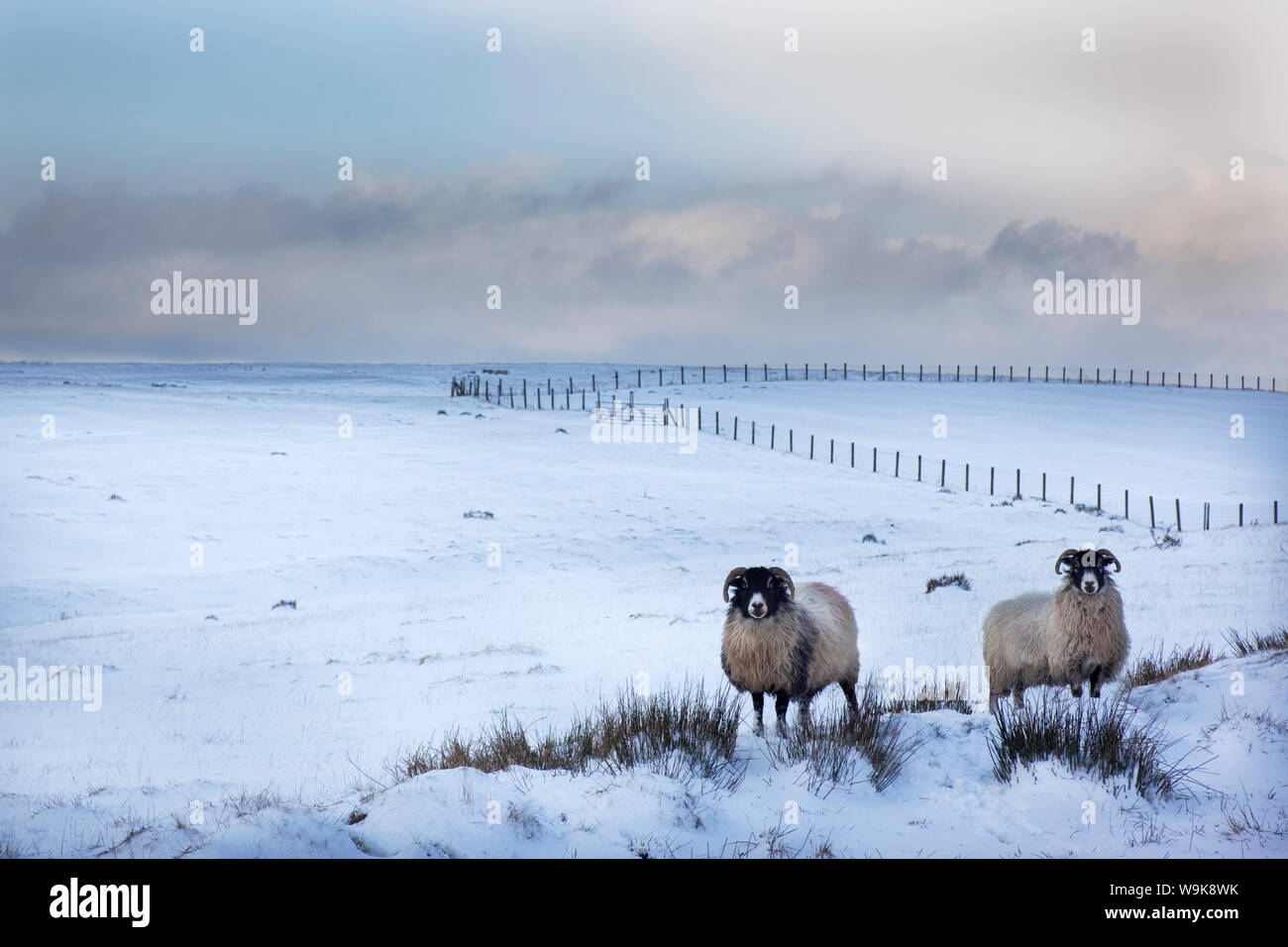 Northumberland blackface sheep in snow, Tarset, Hexham, Northumberland, United Kingdom, Europe Stock Photo