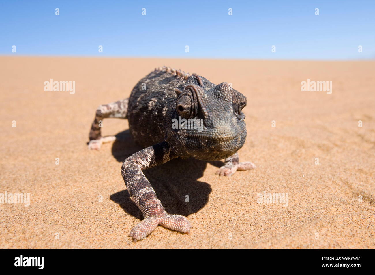 Namaqua chameleon (Chamaeleo namaquensis), Namibia, Africa Stock Photo