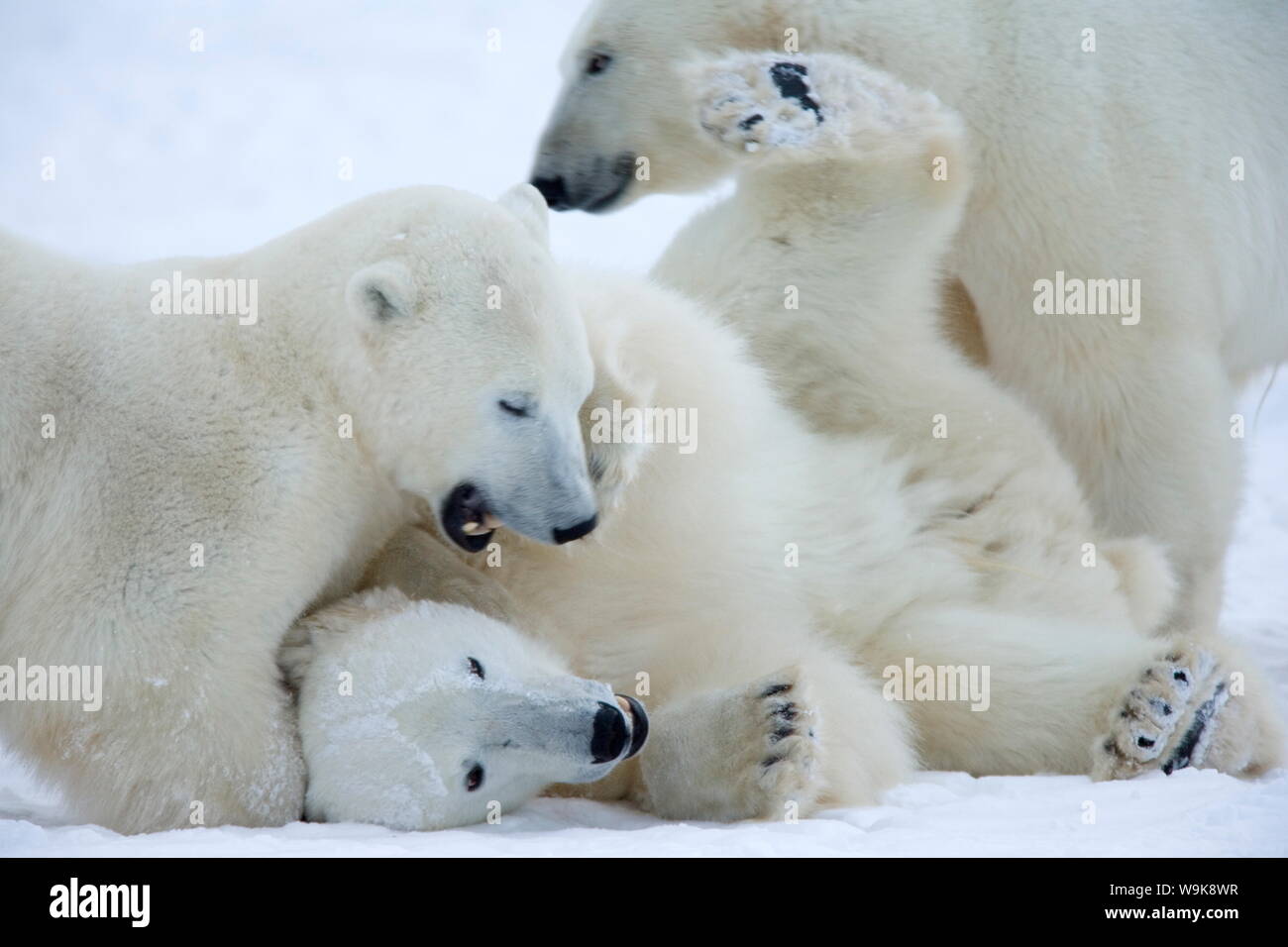 Polar bears (Ursus maritimus), Churchill, Hudson Bay, Manitoba, Canada, North America Stock Photo