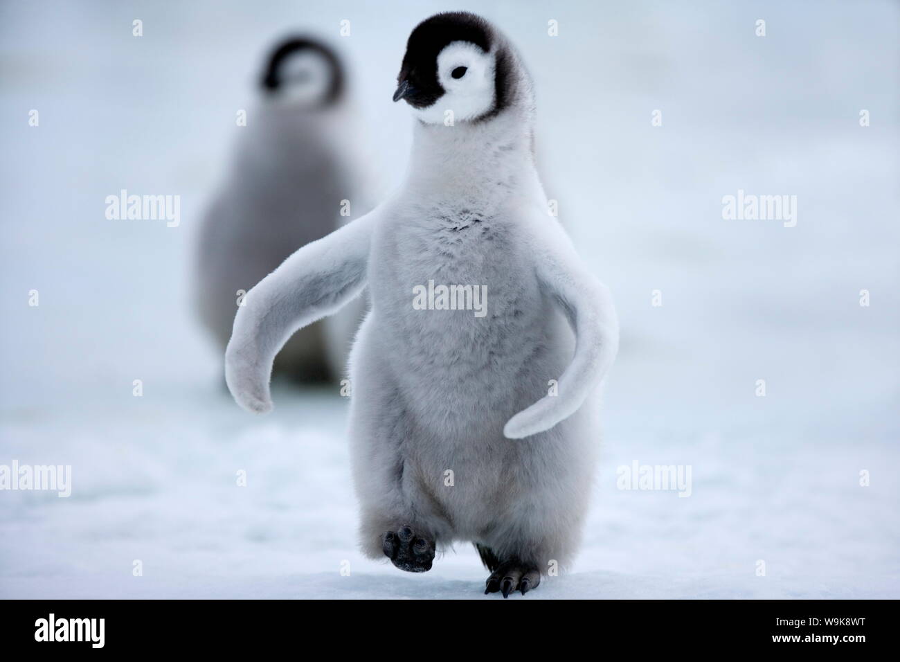 Emperor penguin chick (Aptenodytes forsteri), Snow Hill Island, Weddell Sea, Antarctica, Polar Regions Stock Photo