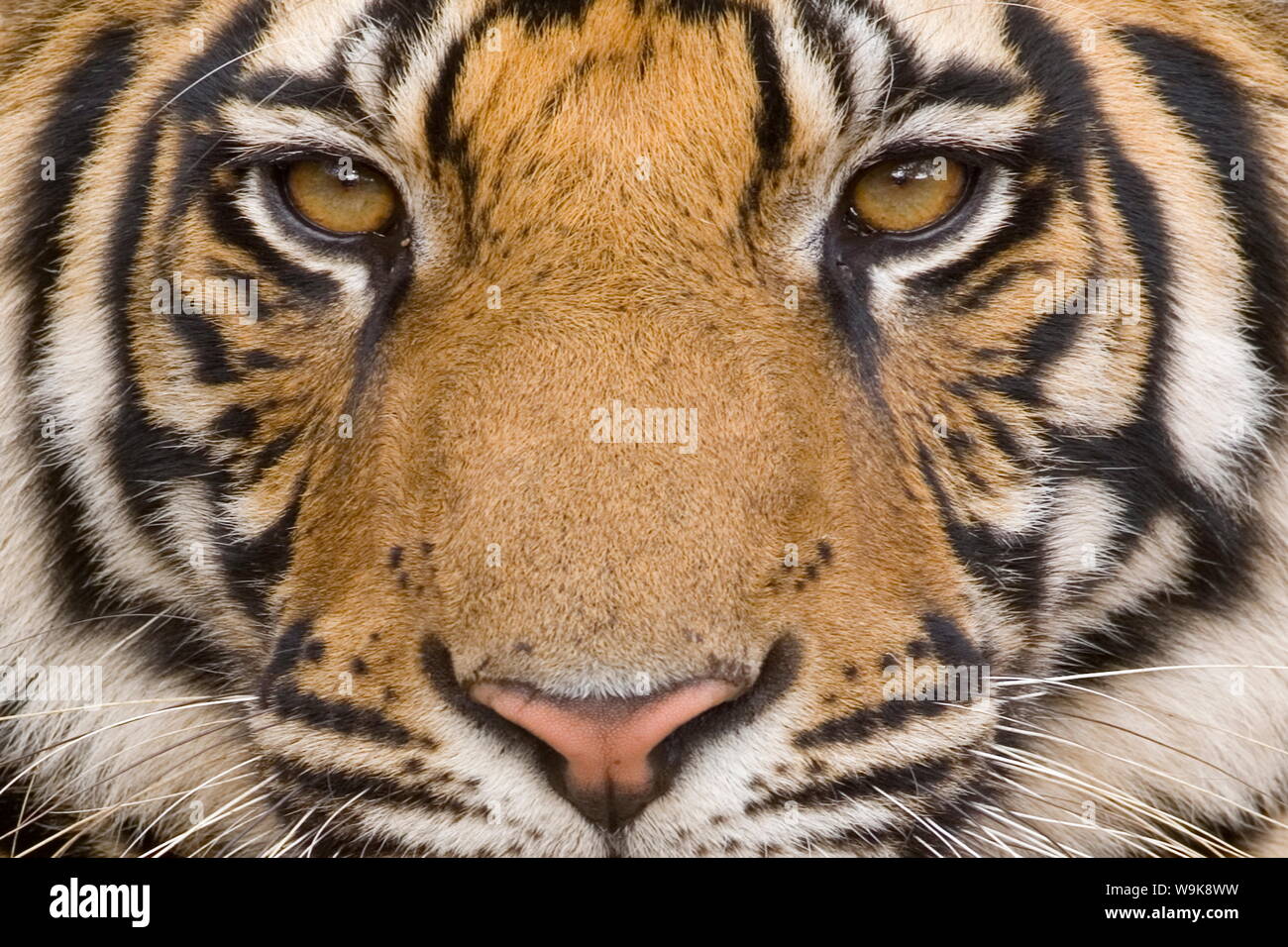 Bengal tiger, (Panthera tigris tigris), Bandhavgarh, Madhya Pradesh, India Stock Photo