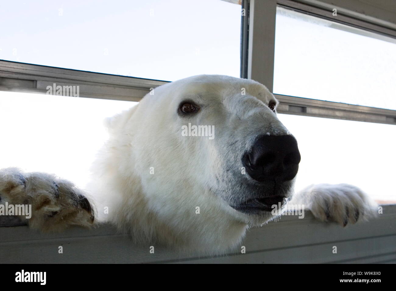 Polar bear (Ursus maritimus), Churchill, Hudson Bay, Manitoba, Canada Stock Photo