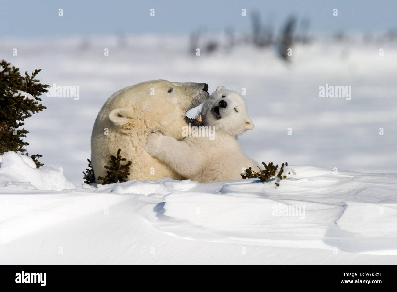 Polar Bear with a cub, (Ursus maritimus), Churchill, Manitoba, Canada Stock Photo