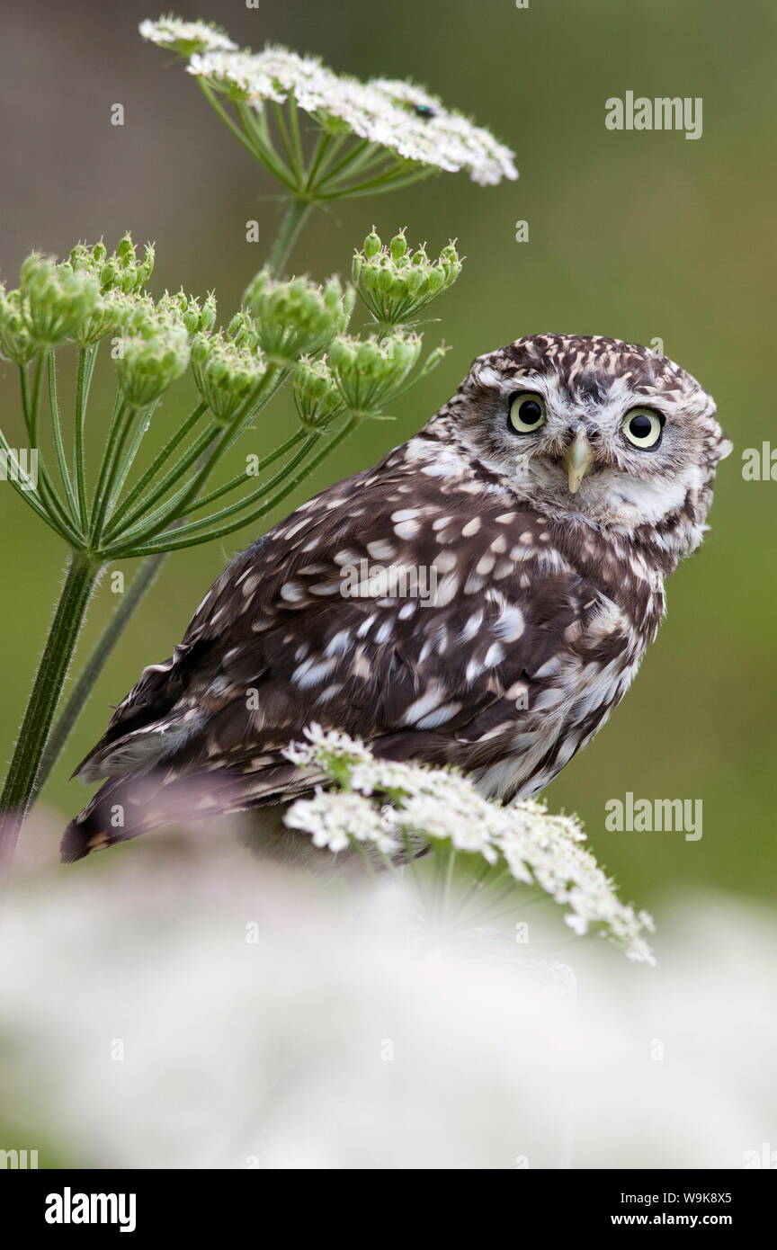 Captive little owl (Athene noctua), United Kingdom, Europe Stock Photo