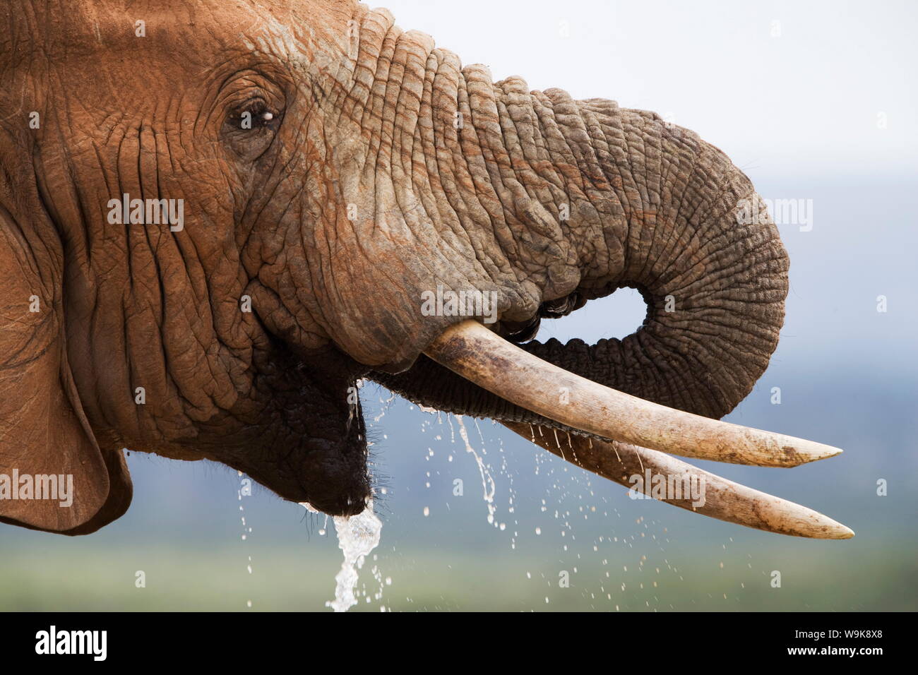 Bull elephant (Loxodonta africana), drinking, Addo Elephant National Park, Eastern Cape, South Africa, Africa Stock Photo