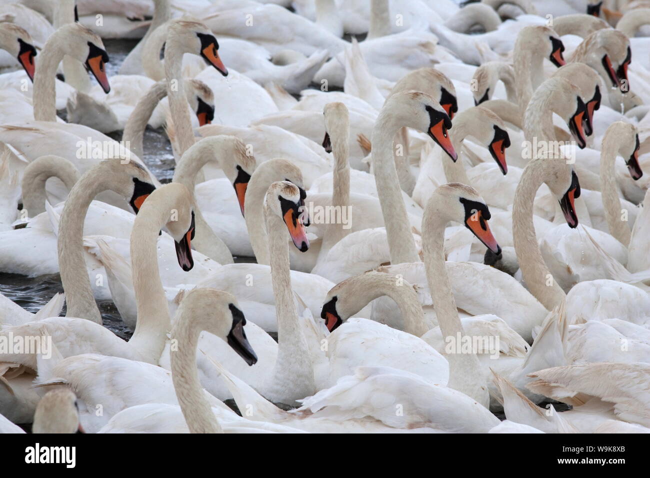 Mute swans (Cygnus olor), Abbotsbury Swannery, Dorset, England, United Kingdom, Europe Stock Photo