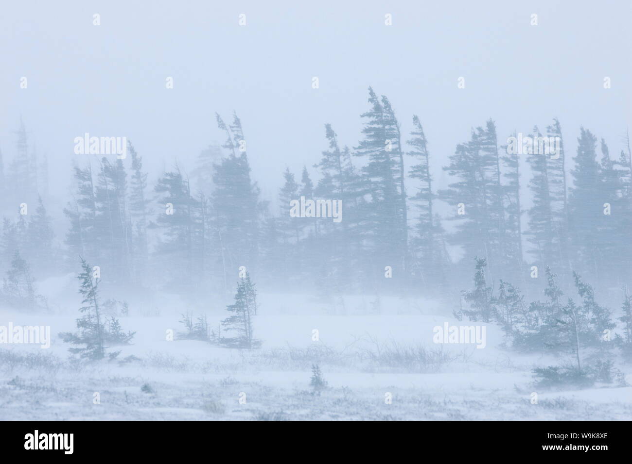 Snow storm, blizzard, Churchill, Hudson Bay, Manitoba, Canada, North America Stock Photo