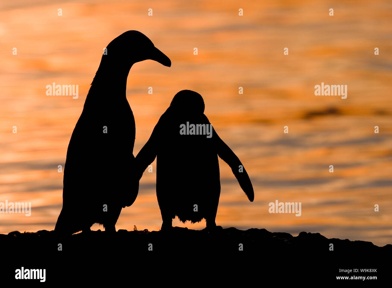 Jackass Pinguin, (Spheniscus demersus), Boulder's Beach, Capetown, South Africa Stock Photo