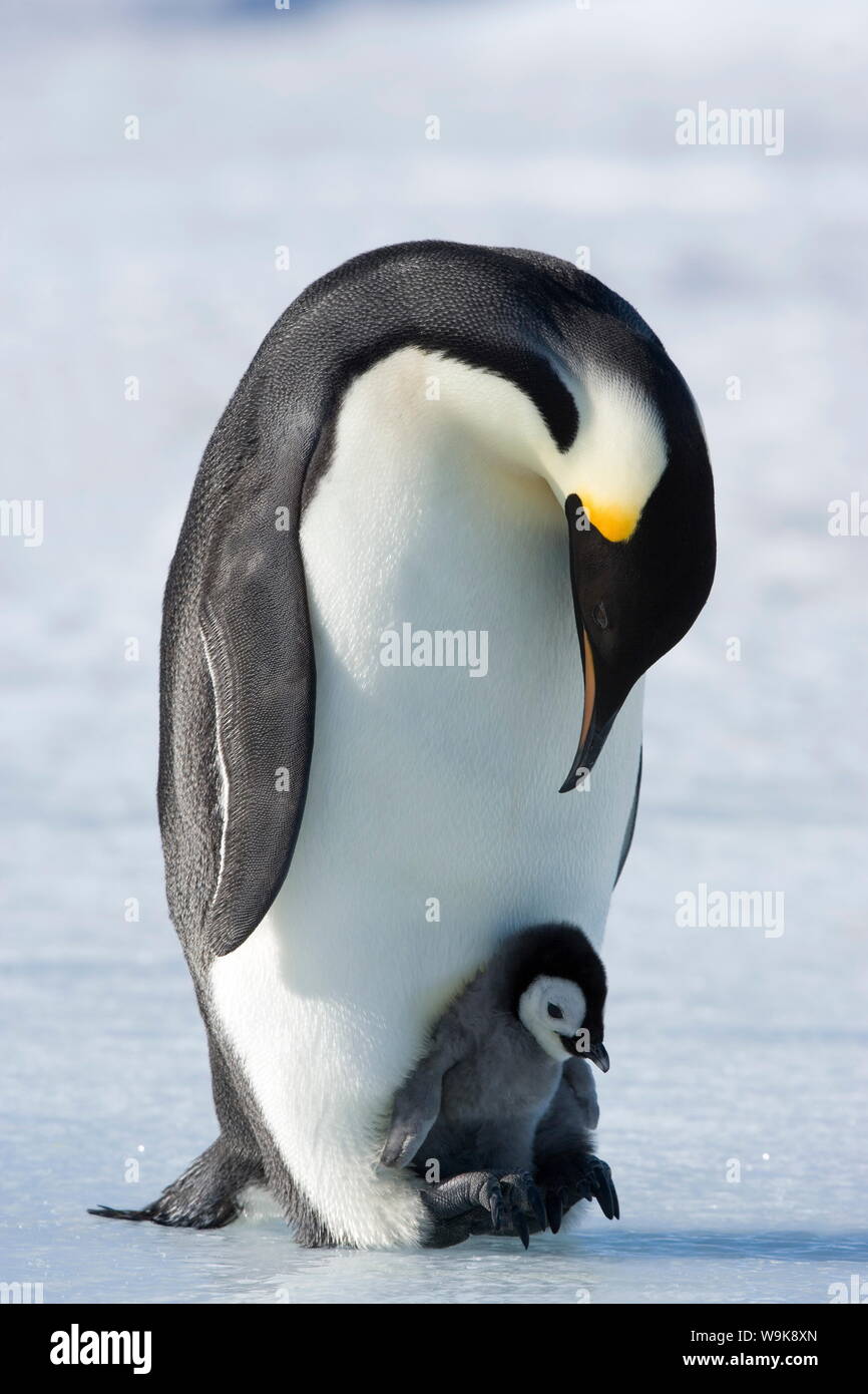 Emperor penguin chick and adult (Aptenodytes forsteri), Snow Hill Island, Weddell Sea, Antarctica, Polar Regions Stock Photo
