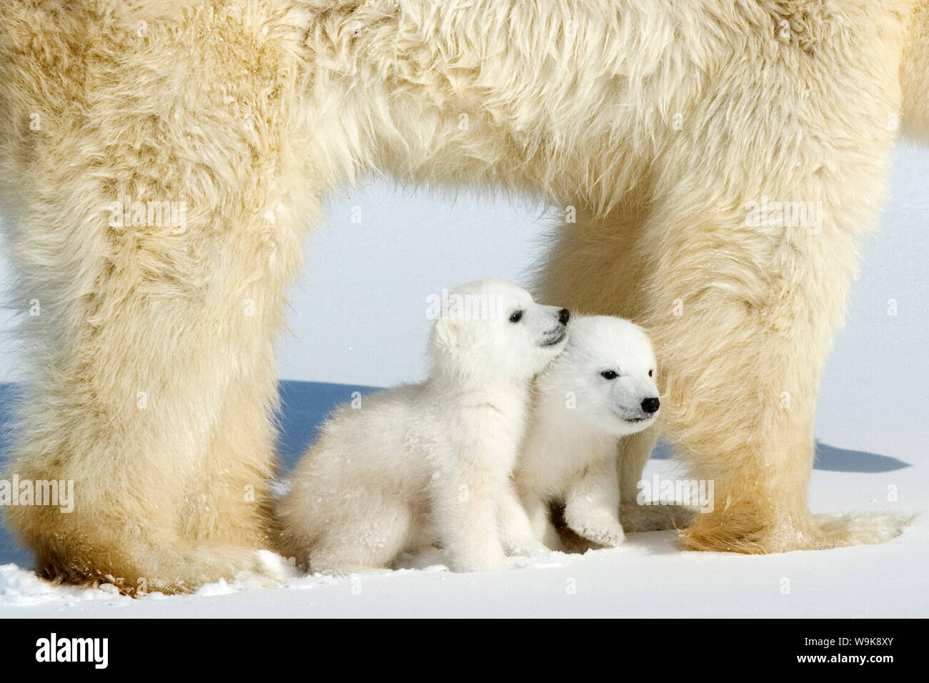 Polar bear (Ursus maritimus) mother with twin cubs, Wapusk National Park, Churchill, Hudson Bay, Manitoba, Canada, North America Stock Photo