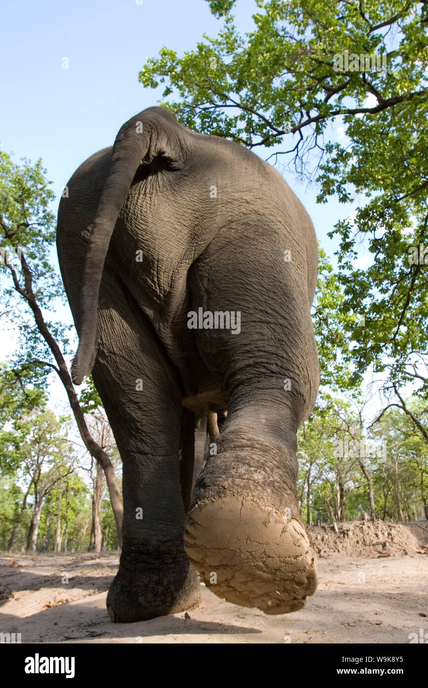 Indian elephant (Elephus maximus), Bandhavgarh National Park, Madhya Pradesh state, India, Asia Stock Photo