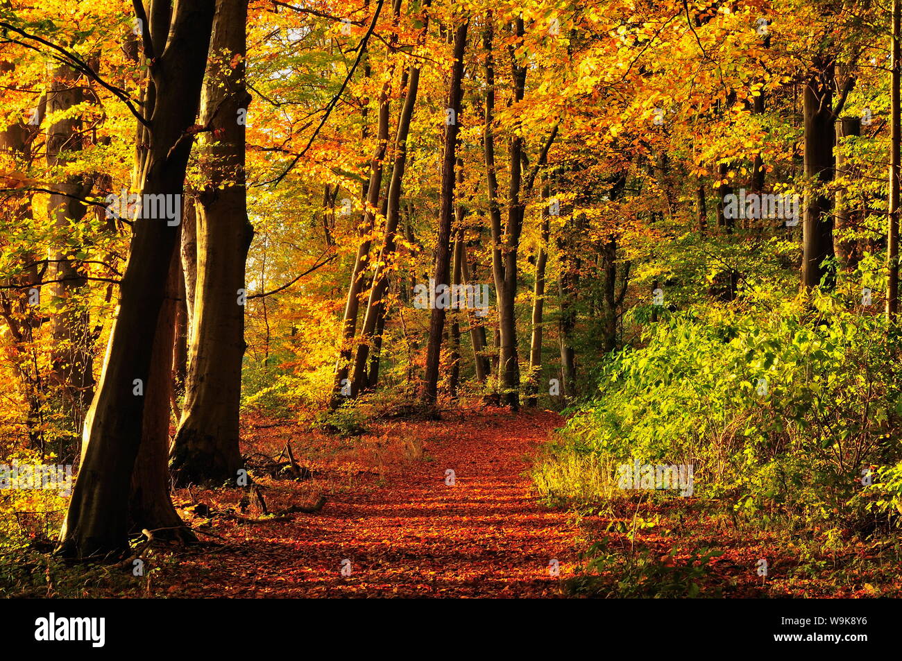 Forest, Fuerstenfeldbruck, Bavaria, Germany, Europe Stock Photo
