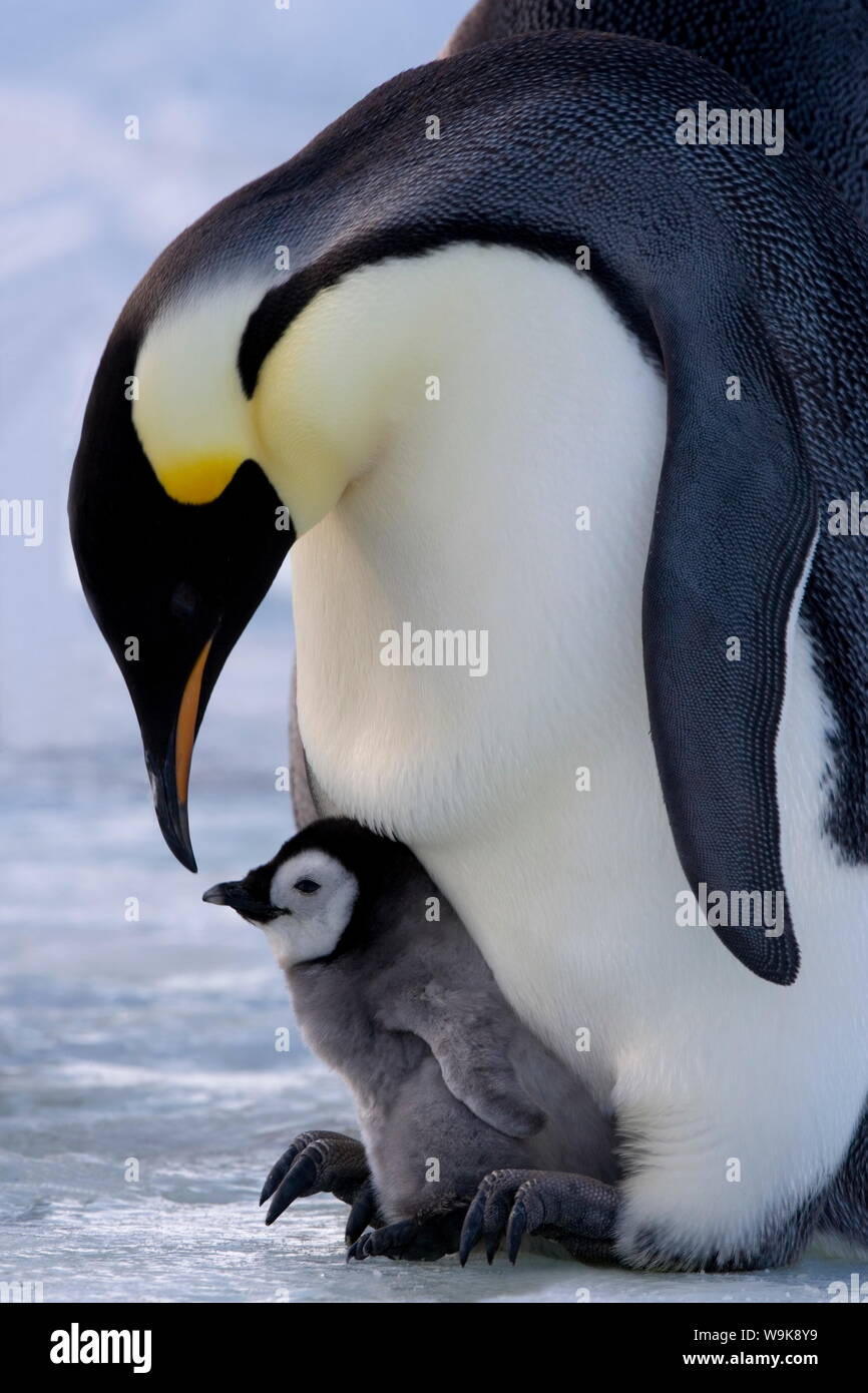 Emperor penguin (Aptenodytes forsteri) and chick, Snow Hill Island, Weddell Sea, Antarctica, Polar Regions Stock Photo