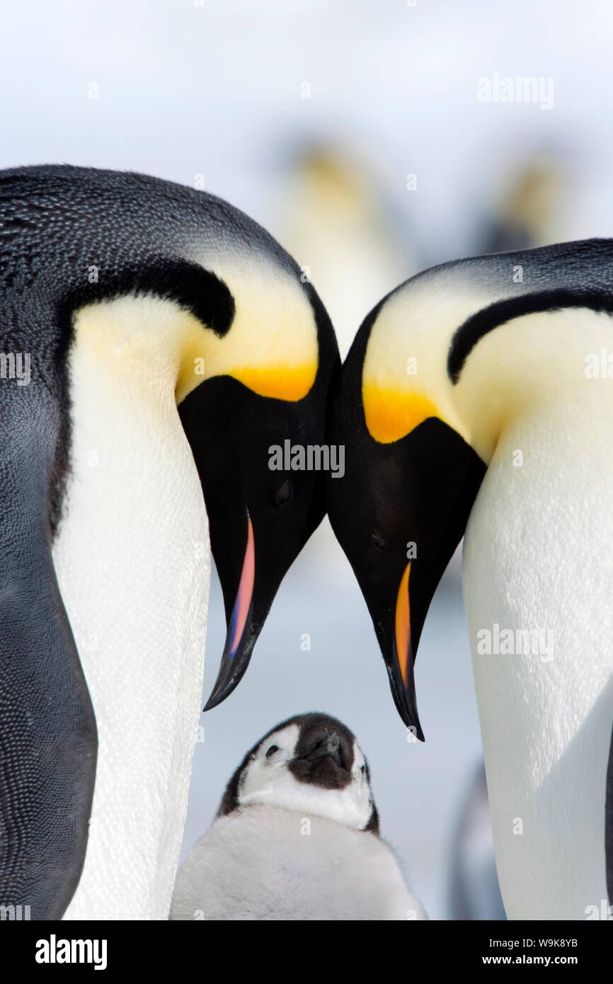 Emperor penguins (Aptenodytes forsteri) and chick, Snow Hill Island, Weddell Sea, Antarctica, Polar Regions Stock Photo