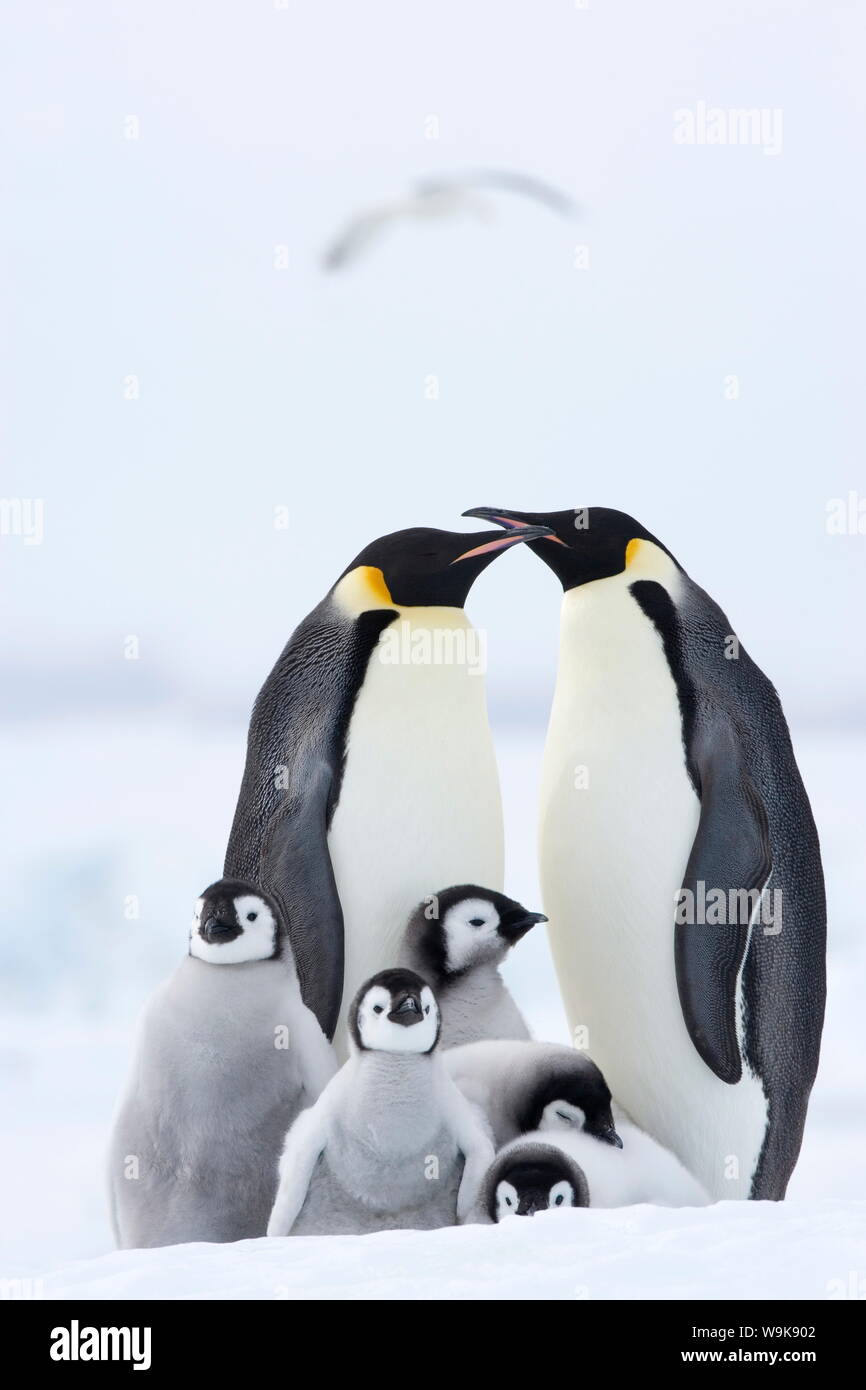 Emperor penguins (Aptenodytes forsteri) and chicks, Snow Hill Island, Weddell Sea, Antarctica, Polar Regions Stock Photo