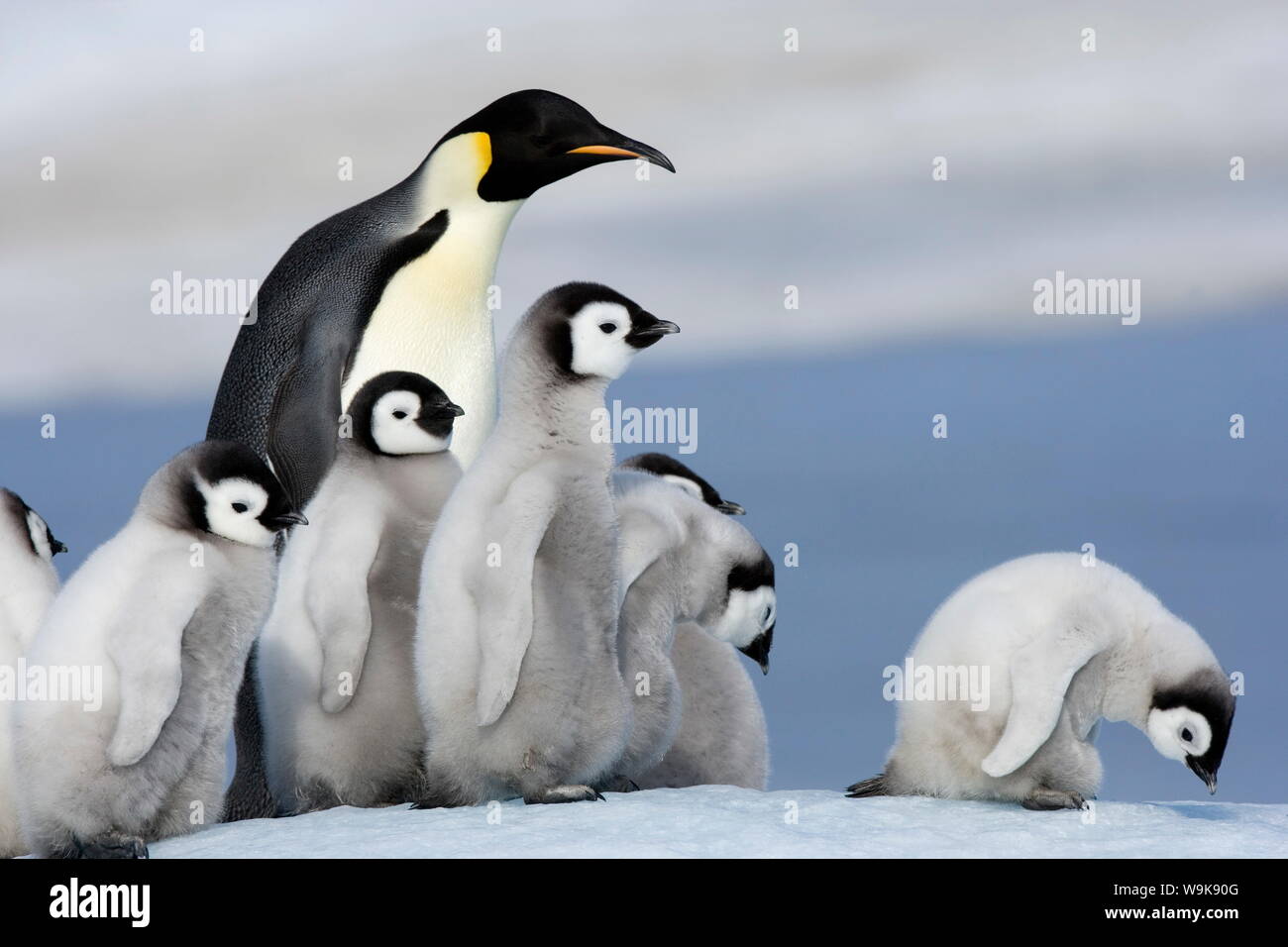 Emperor penguin (Aptenodytes forsteri) and chicks, Snow Hill Island, Weddell Sea, Antarctica, Polar Regions Stock Photo