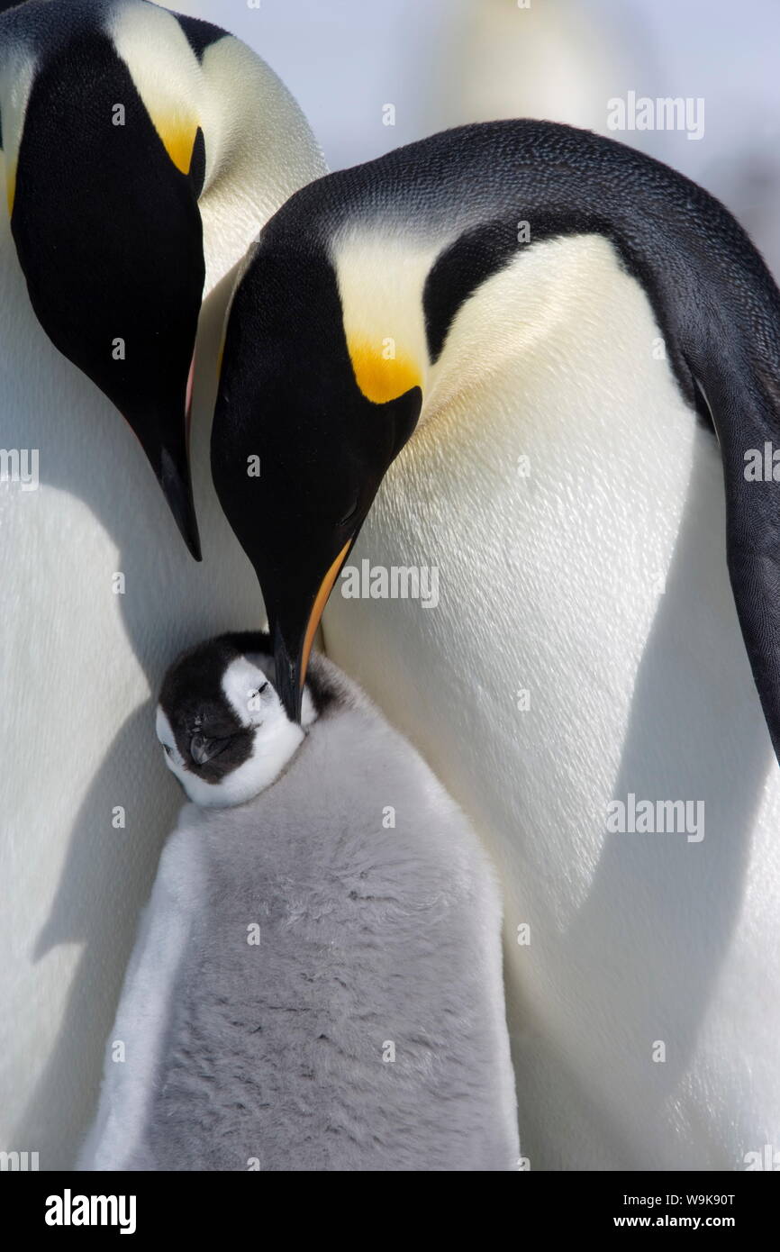 Emperor penguin chick and adults (Aptenodytes forsteri), Snow Hill Island, Weddell Sea, Antarctica, Polar Regions Stock Photo