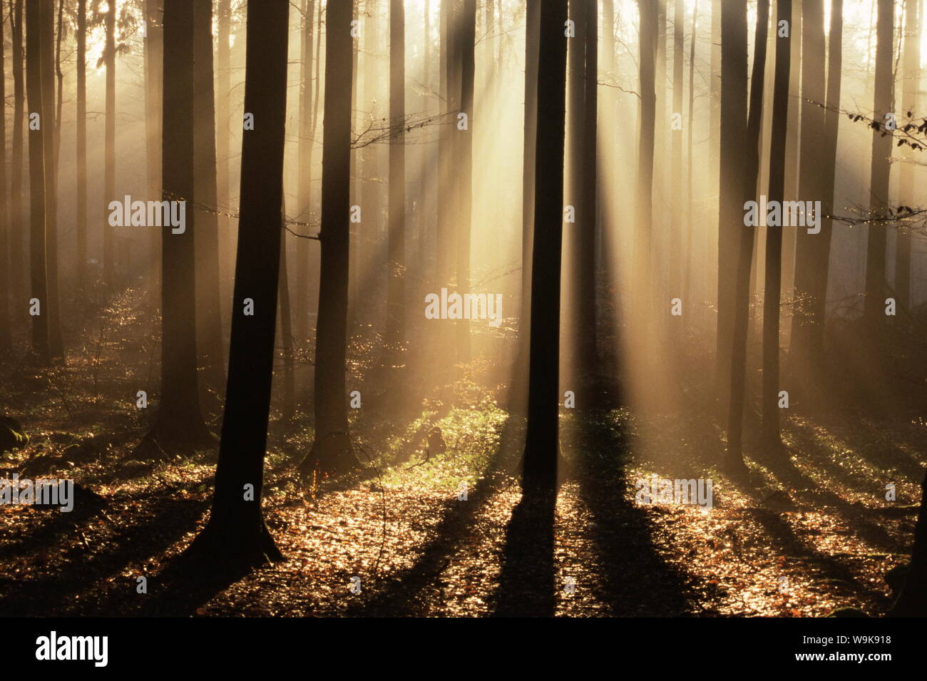 Foggy forest and sunrays, Bayerischer Wald, Germany, Europe Stock Photo