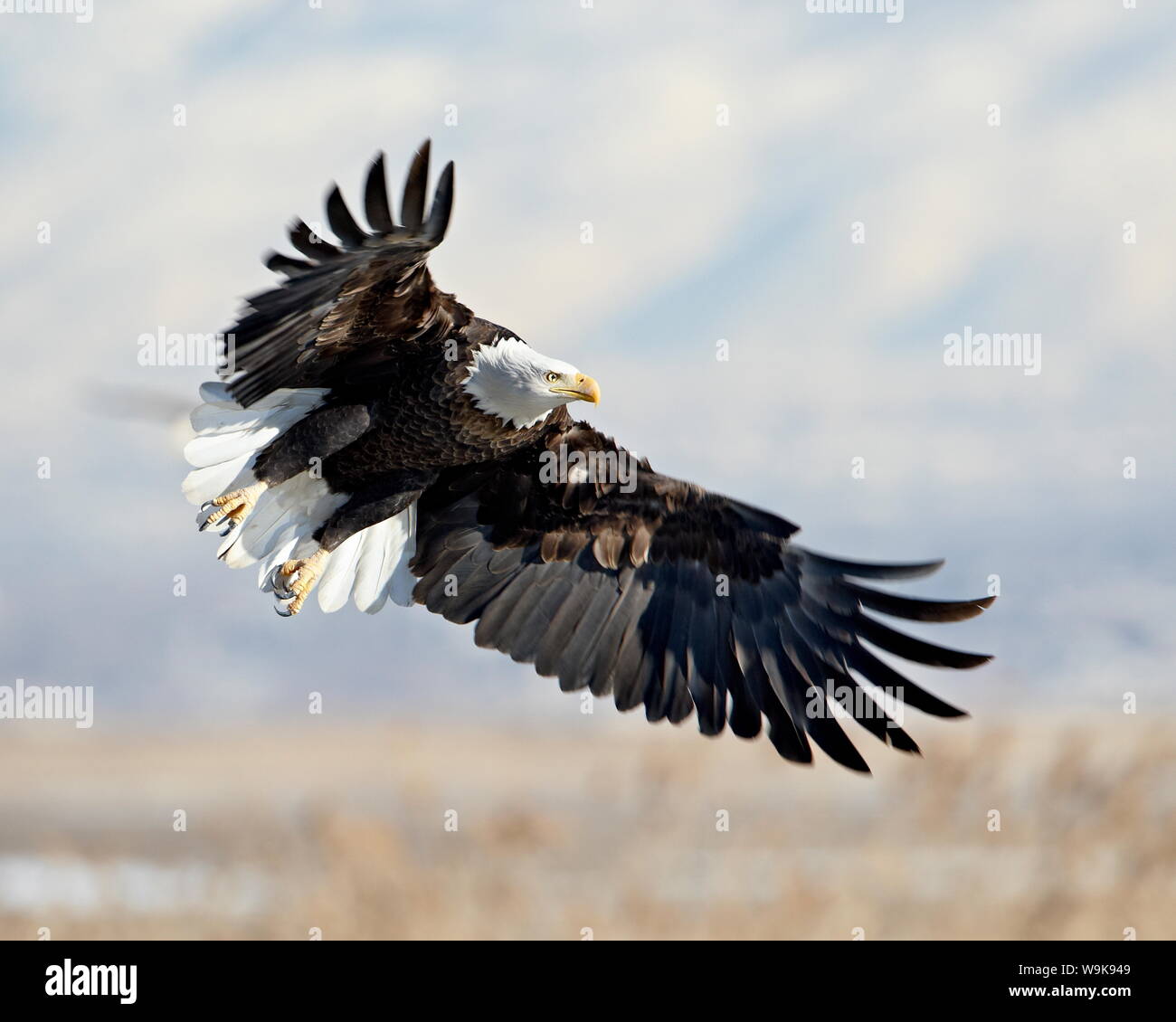 Bald Eagle (Haliaeetus leucocephalus) on approach, Farmington Bay, Utah, United States of America, North America Stock Photo