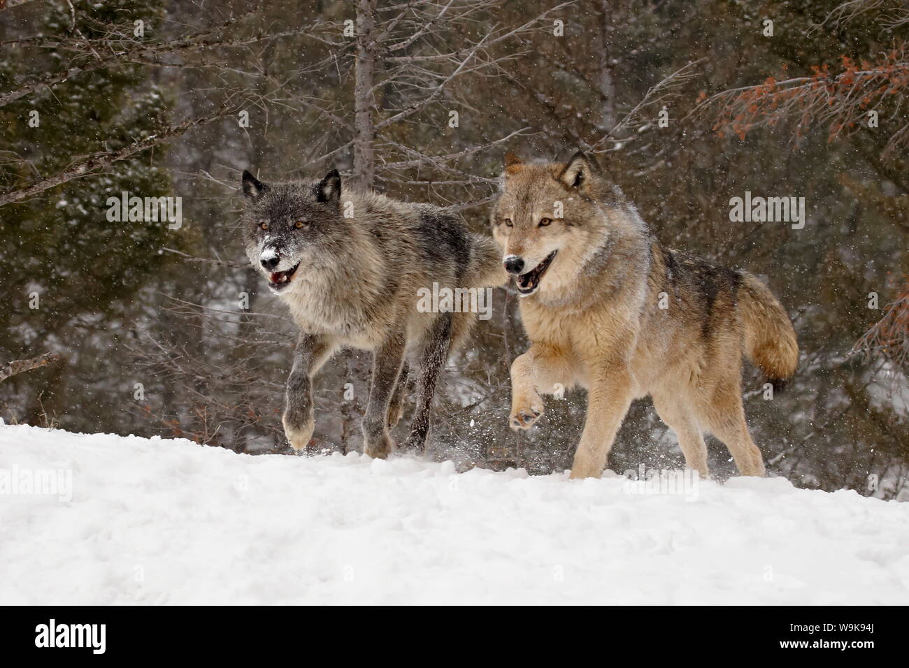 Two captive gray wolves (Canis lupus) running in the snow, near Bozeman, Montana, United States of America, North America Stock Photo