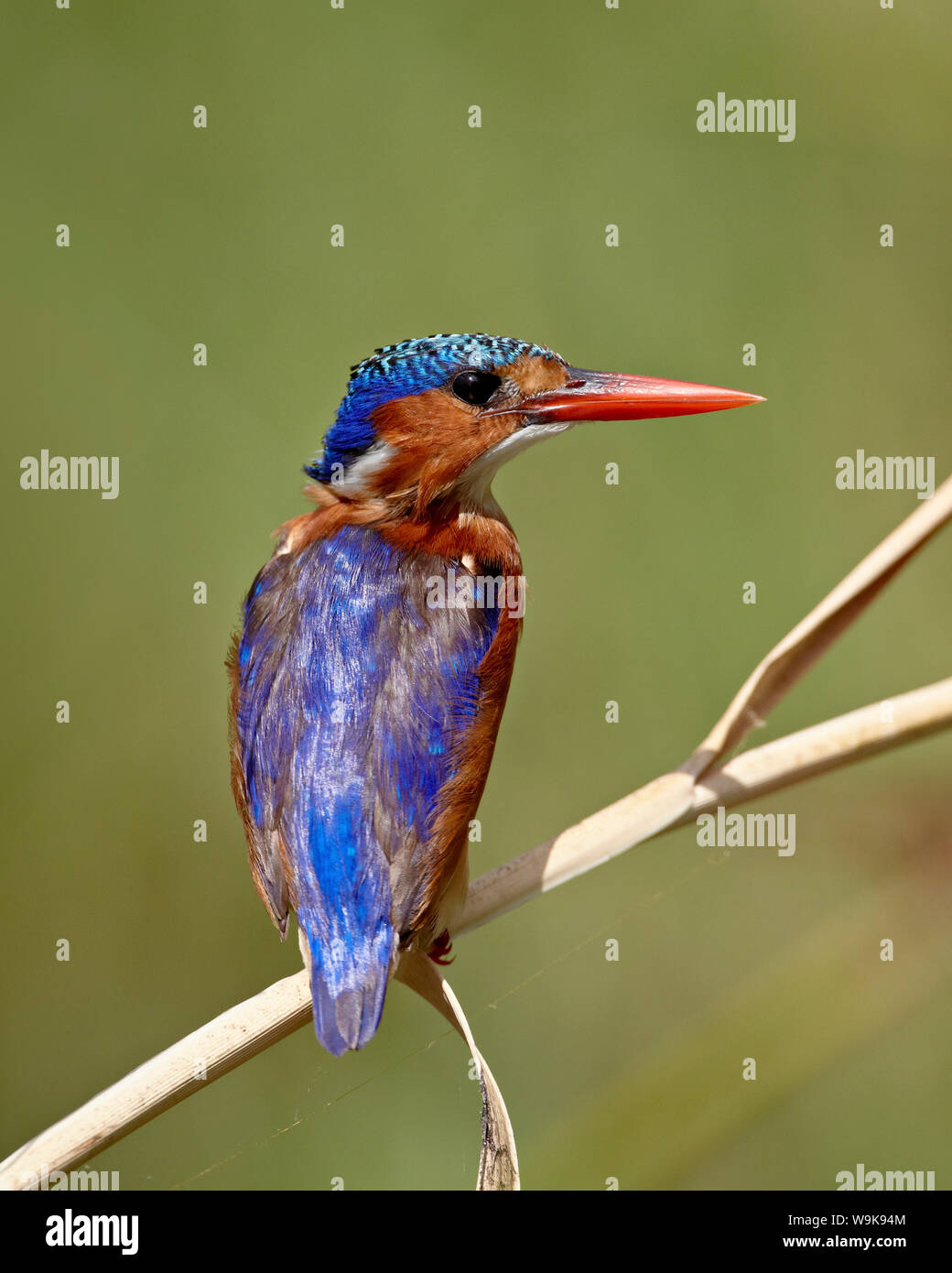 Malachite kingfisher (Alcedo cristata), Kruger National Park, South Africa, Africa Stock Photo
