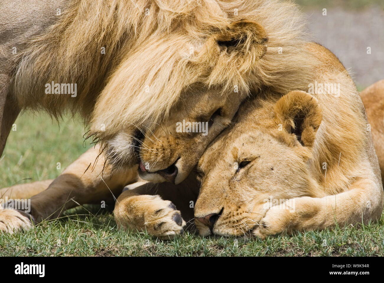 Adult male lion (Panthera leo) greeting his son, Serengeti National Park, Tanzania, East Africa, Africa Stock Photo