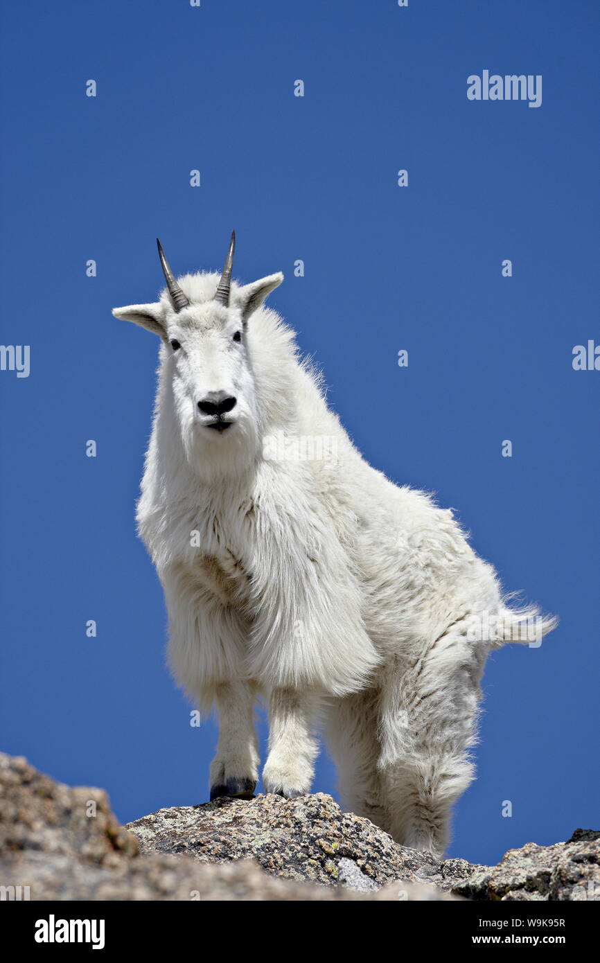 Mountain Goat (Oreamnos americanus), Mount Evans, Colorado, United States of America, North America Stock Photo