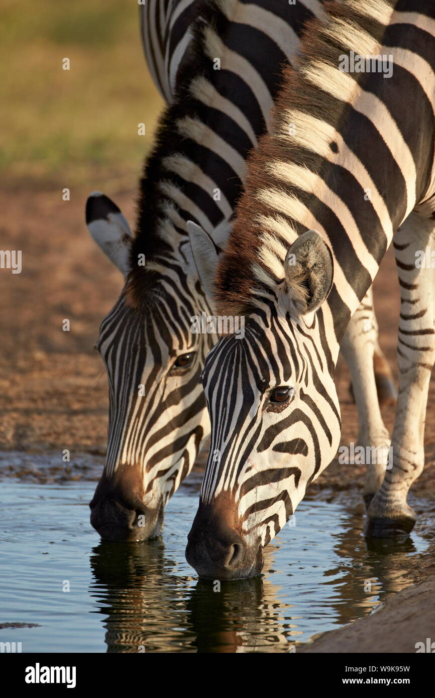 Two common zebra (plains zebra) (Burchell's zebra) (Equus burchelli) drinking, Addo Elephant National Park, South Africa, Africa Stock Photo