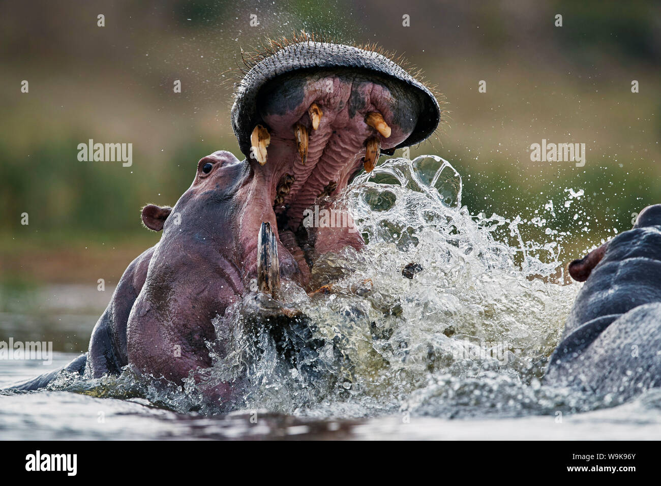 Hippopotamus (Hippopotamus amphibius) sparring, Kruger National Park, South Africa, Africa Stock Photo