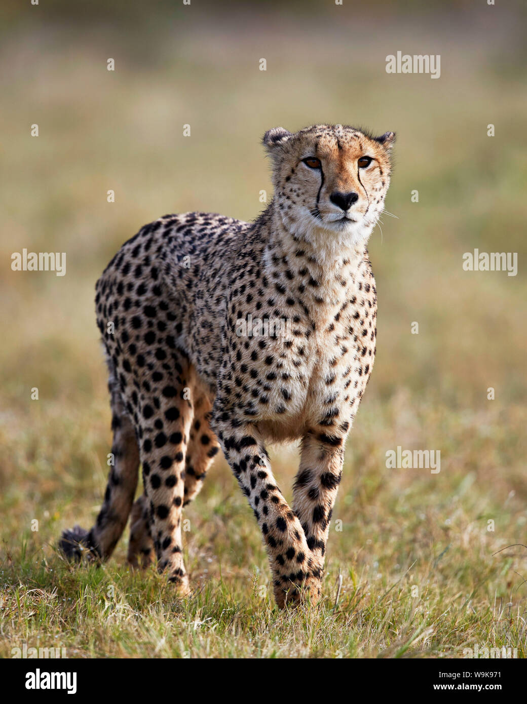 Cheetah (Acinonyx jubatus), Addo Elephant National Park, South Africa, Africa Stock Photo