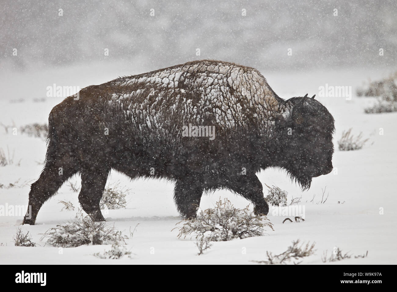 Bison (Bison bison) bull in a spring snowstorm, Yellowstone National ...