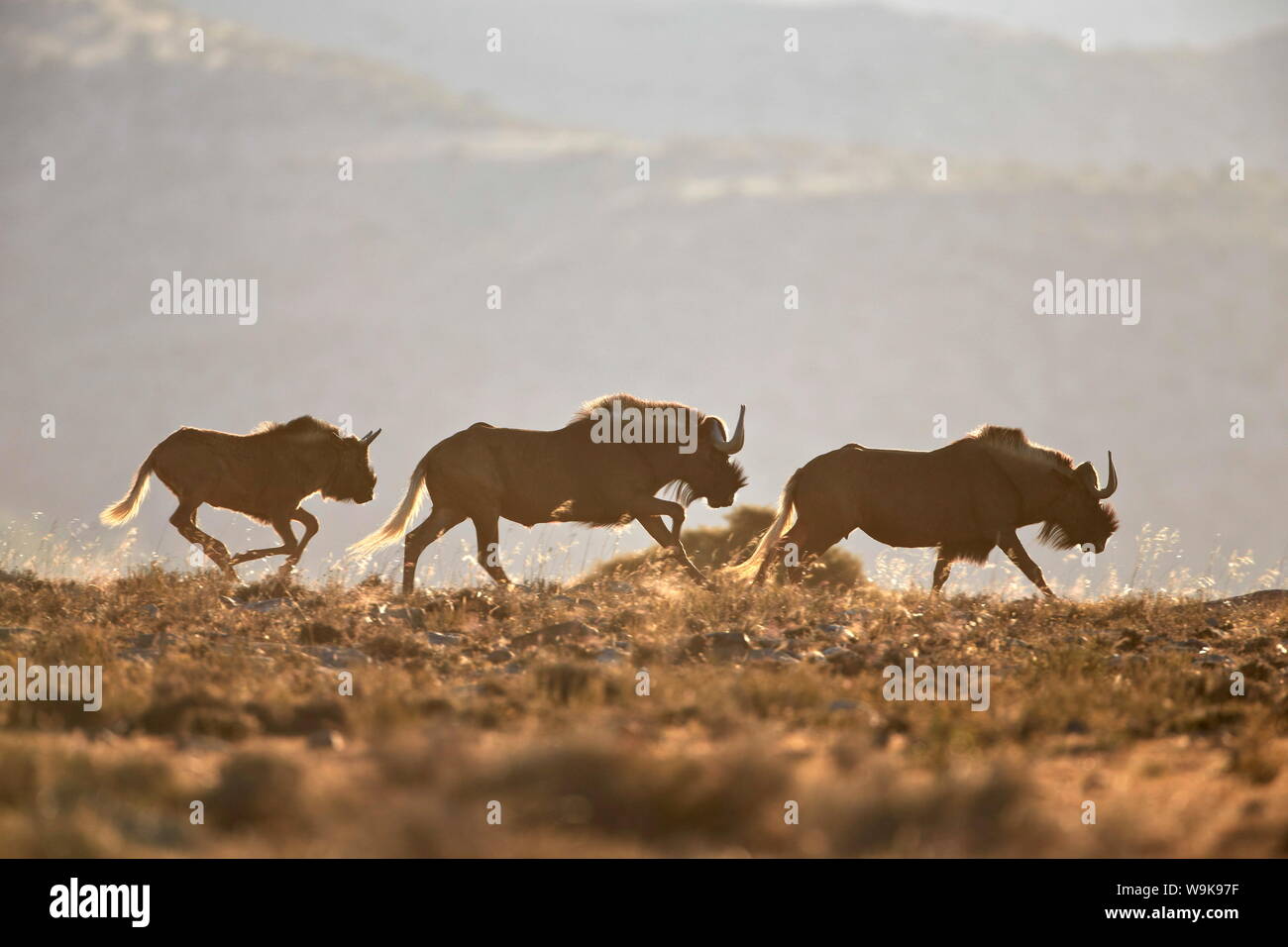 Three black wildebeest (white-tailed gnu) (Connochaetes gnou) running, Mountain Zebra National Park, South Africa, Africa Stock Photo