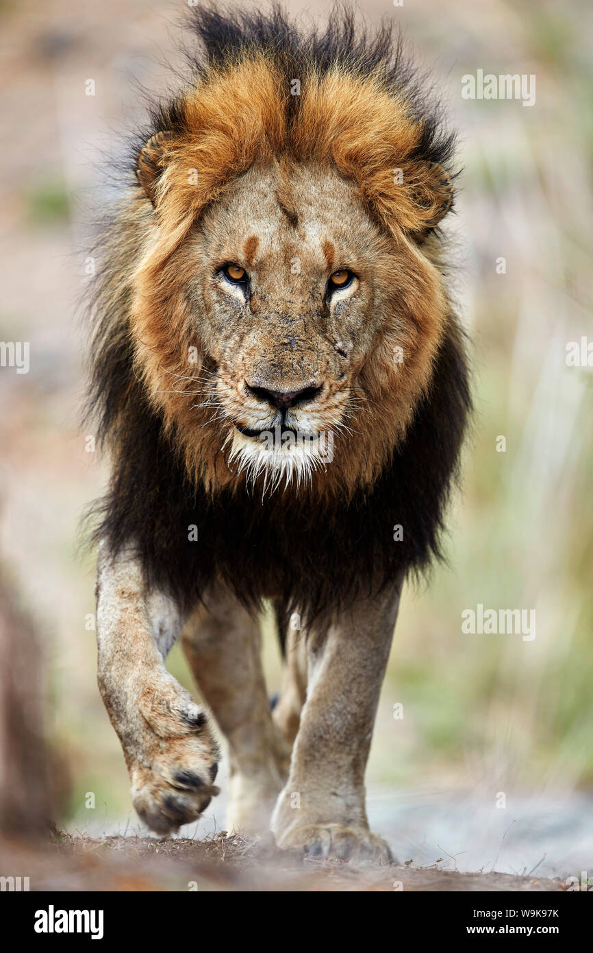 Lion (Panthera leo), Kruger National Park, South Africa, Africa Stock Photo