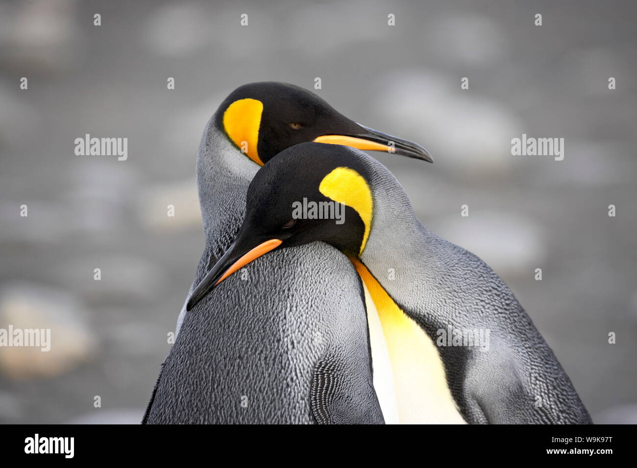 King penguin (Aptenodytes patagonica) pair pre-mating behaviour, Salisbury Plain, South Georgia, Polar Regions Stock Photo